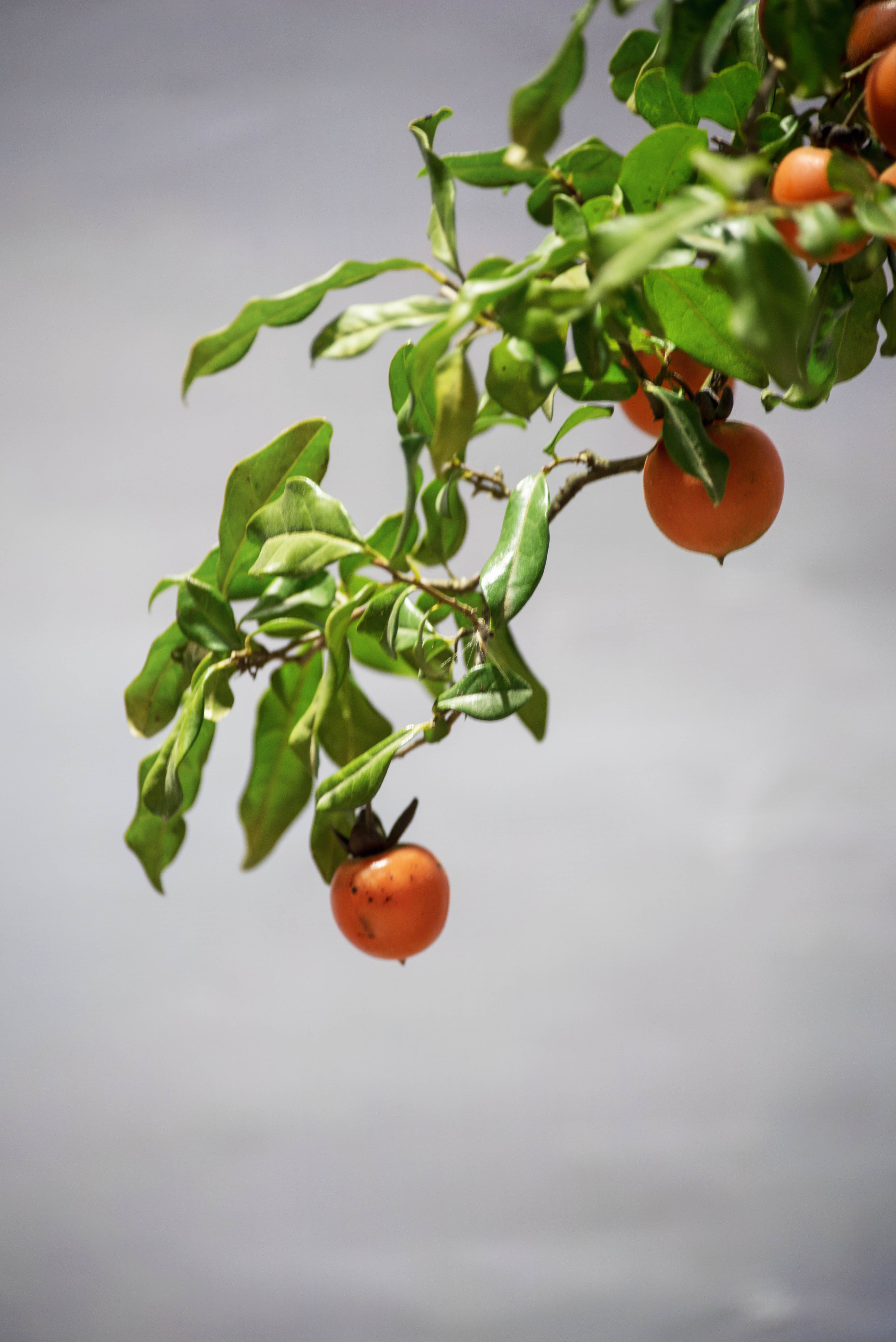 金弹子树,柿科柿属半常绿或常绿灌木.