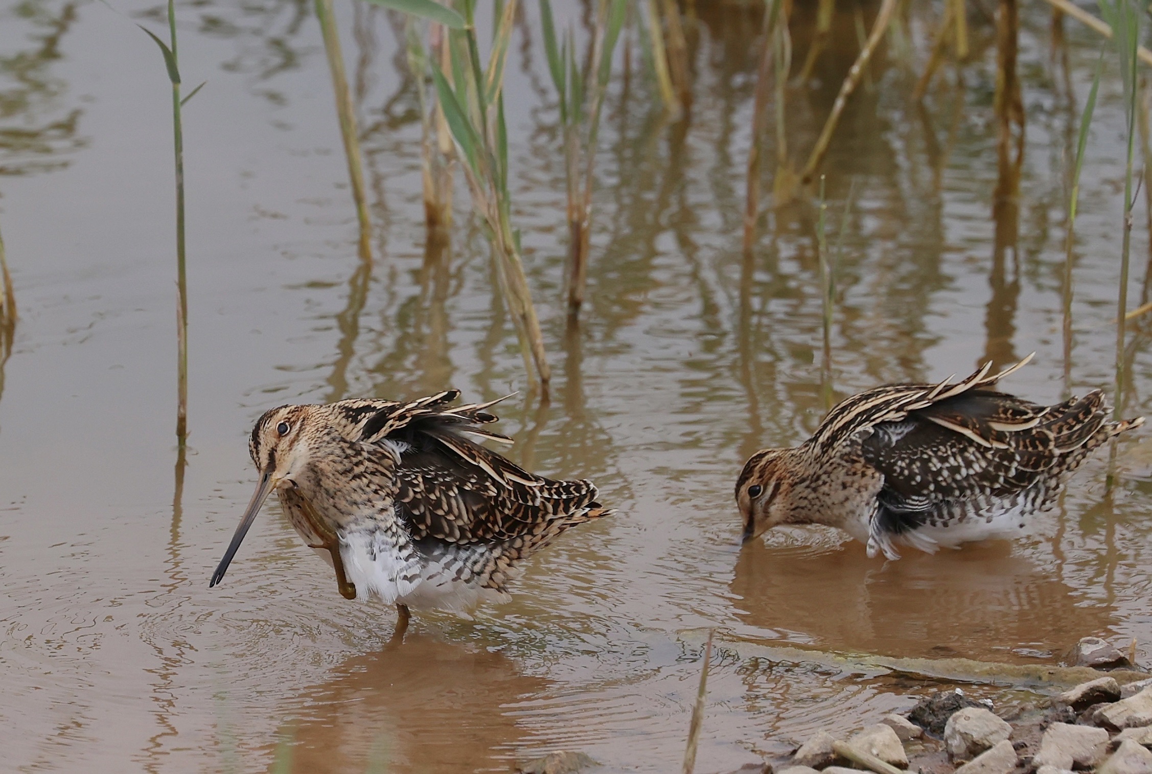 common snipe,学名:gallinago gallinago),是鸻形目丘鹬科沙锥属的