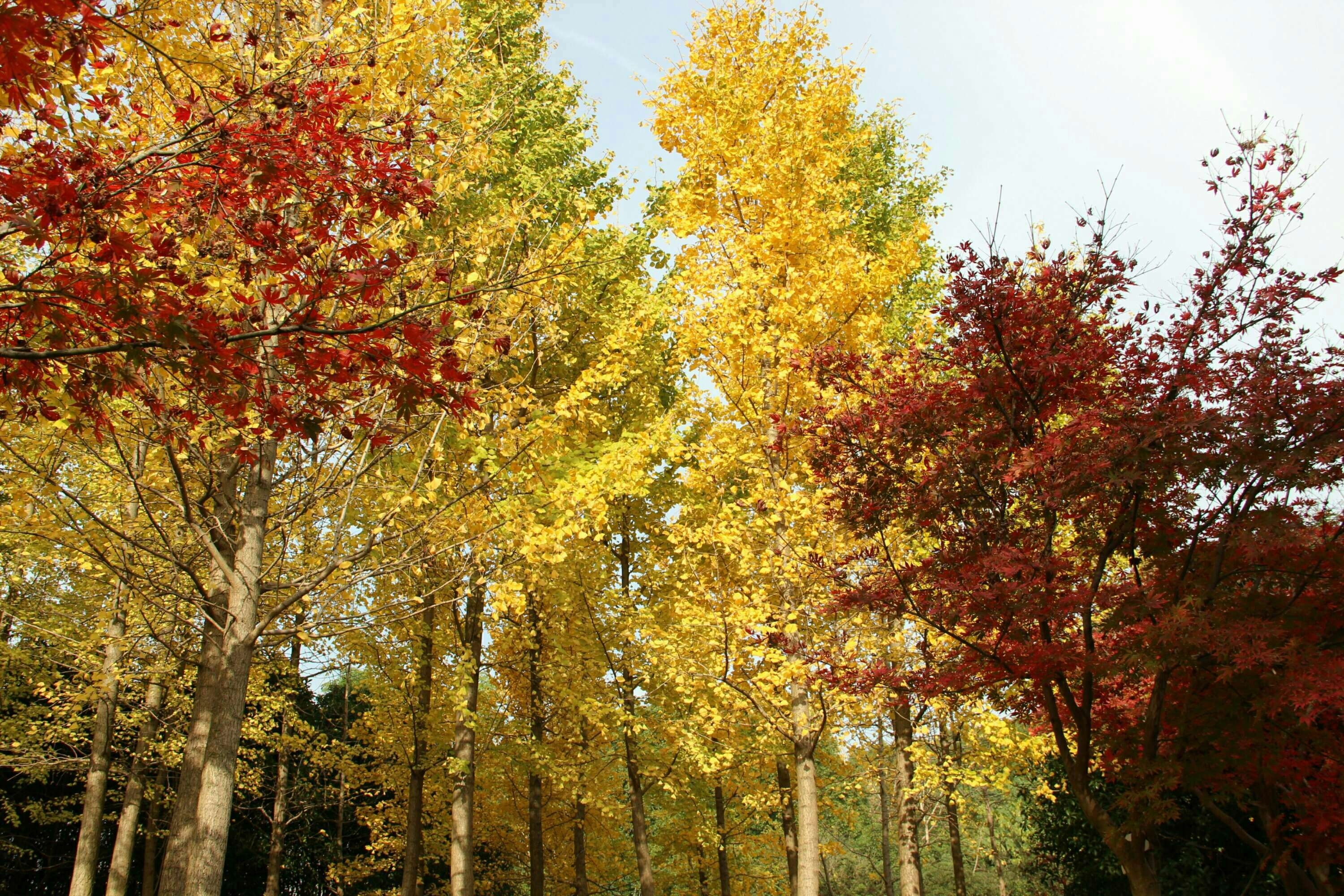 秋天的小树林是一幅色彩斑斓图画首发