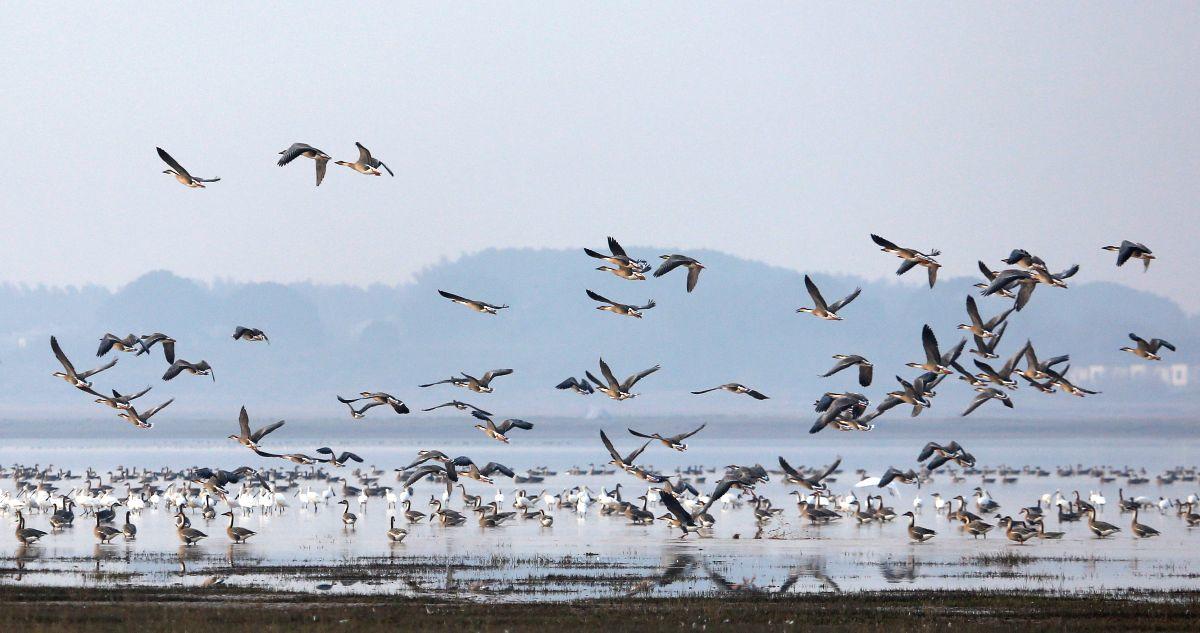 冬日鄱阳湖(1)