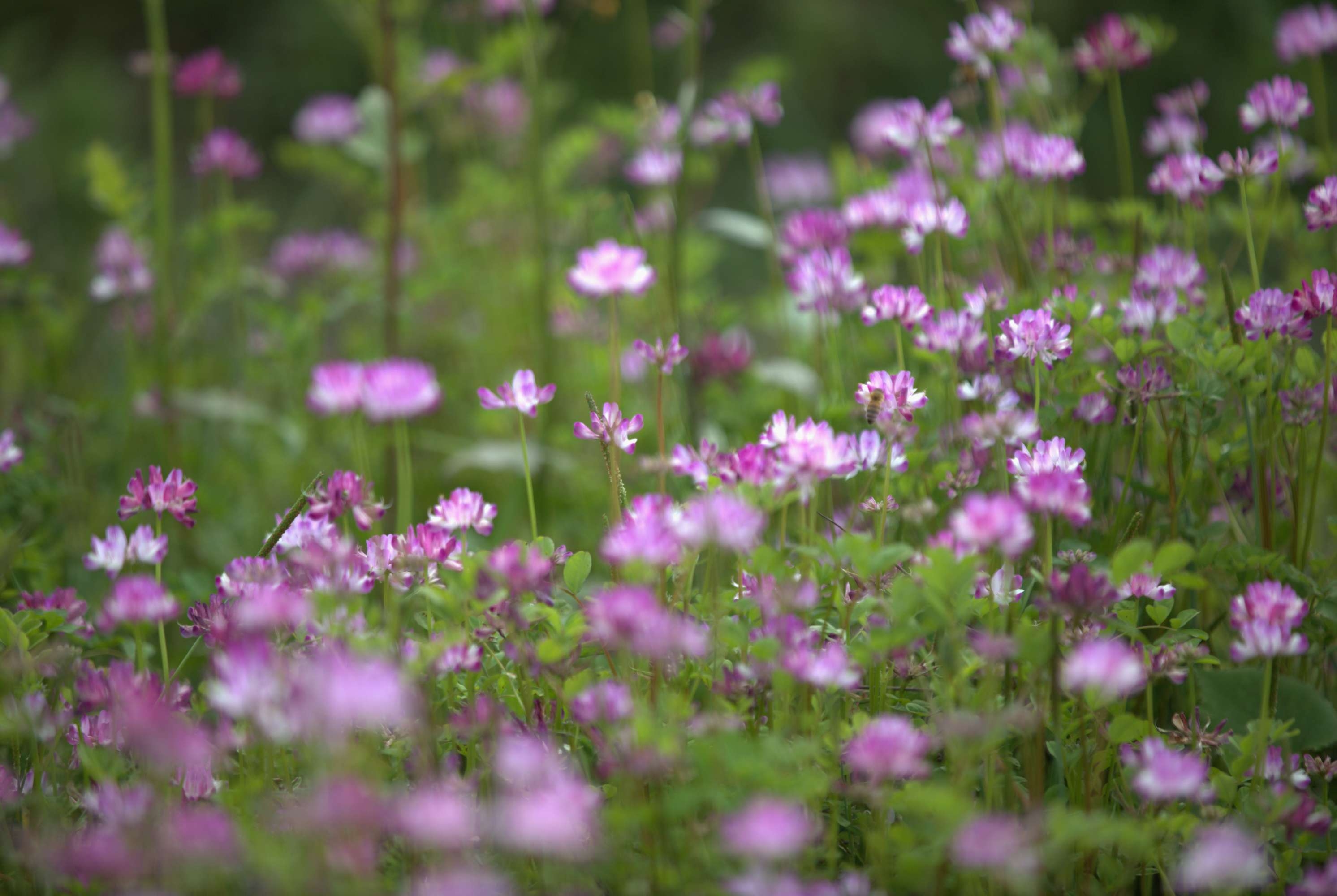 野草闲花逢春生