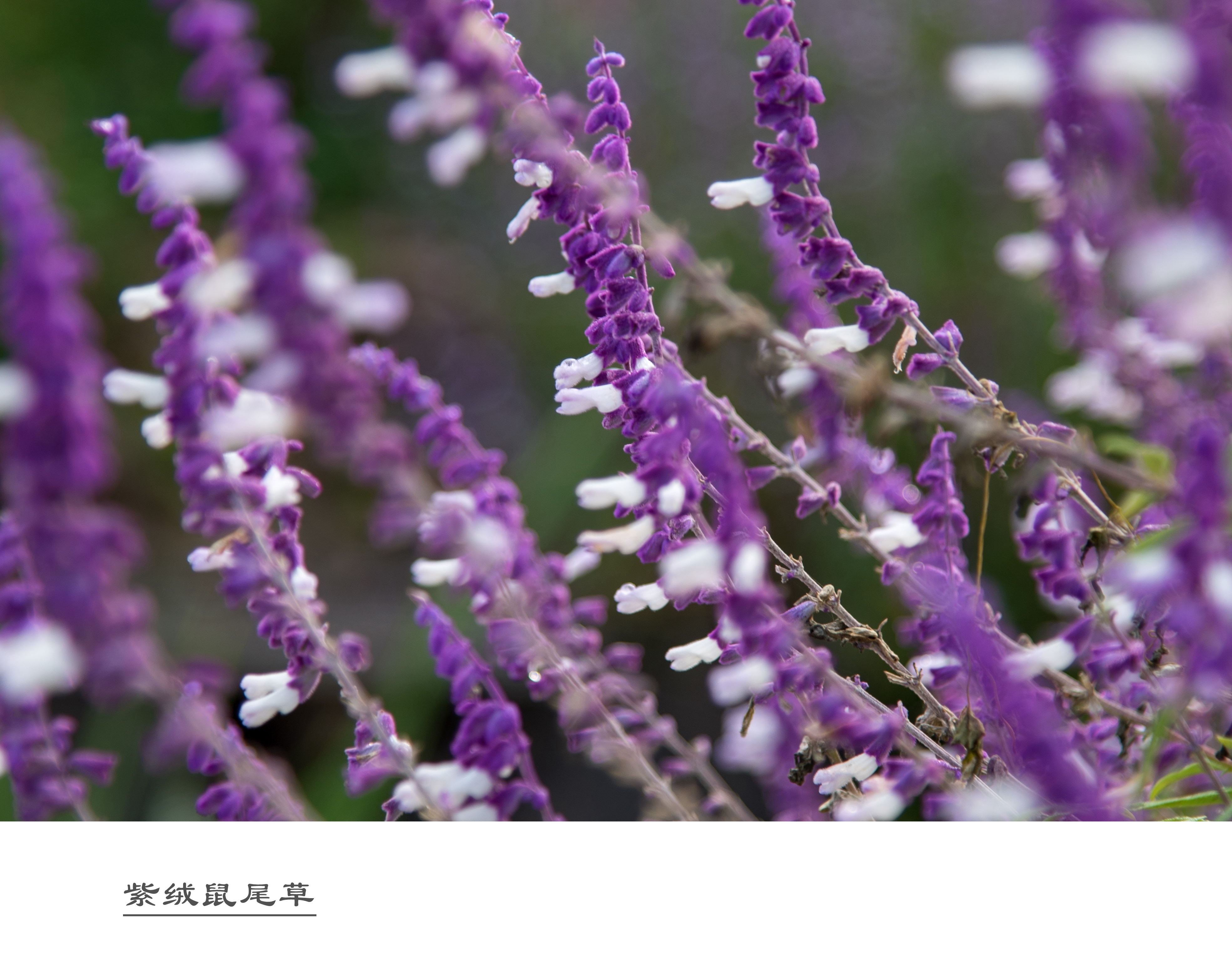 是国庆期间又一优良地被花卉,金秋十月,蓝紫色,毛绒绒的花穗随风摇曳