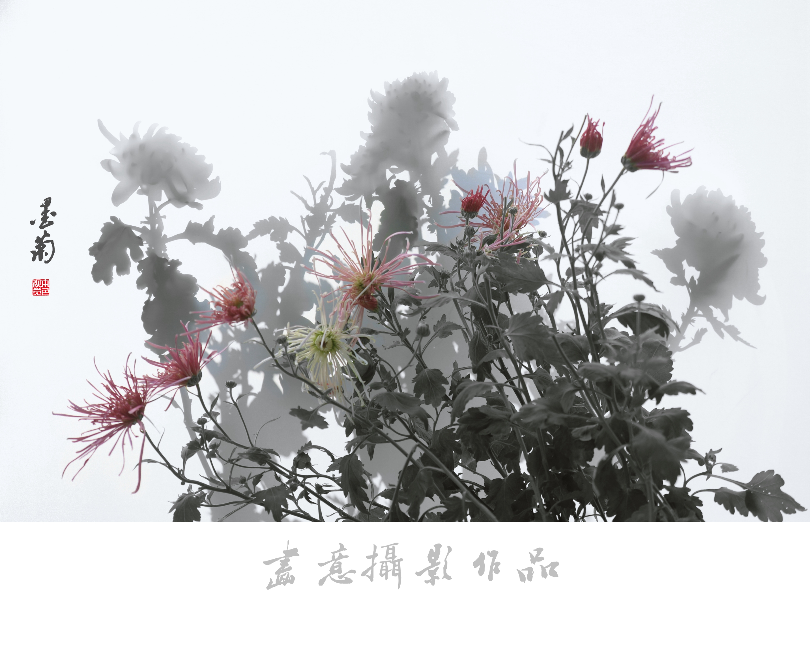 寒菊(画意摄影)