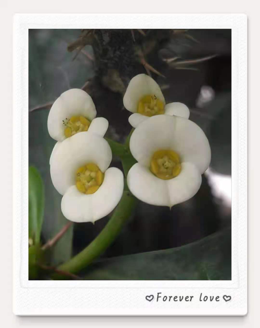 白花虎刺梅