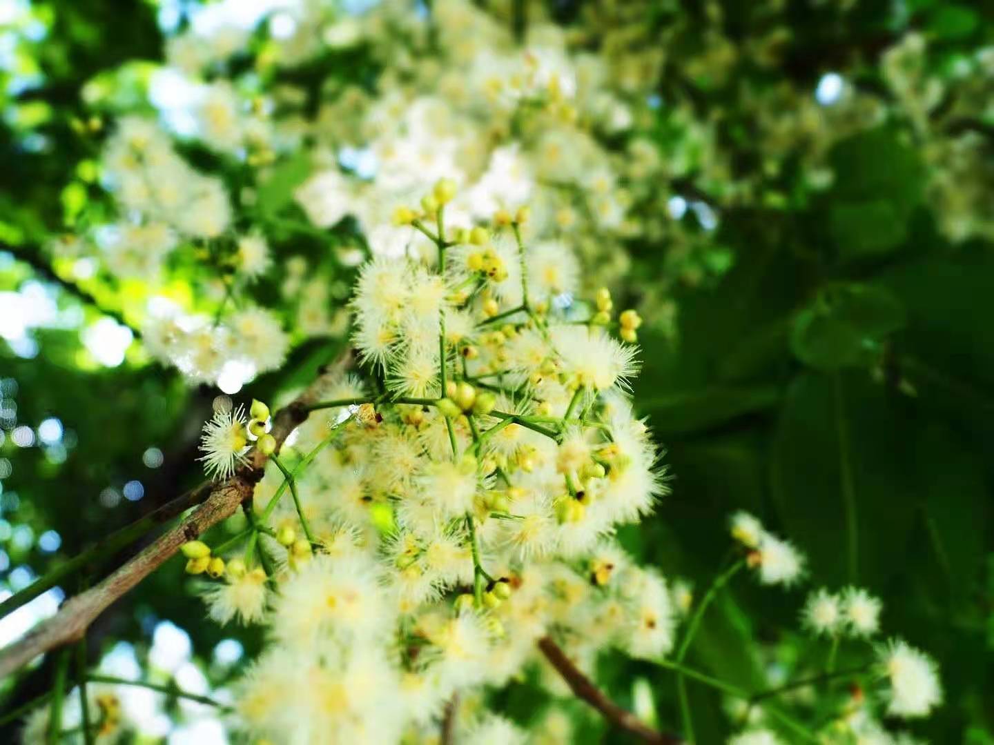 水翁蒲桃