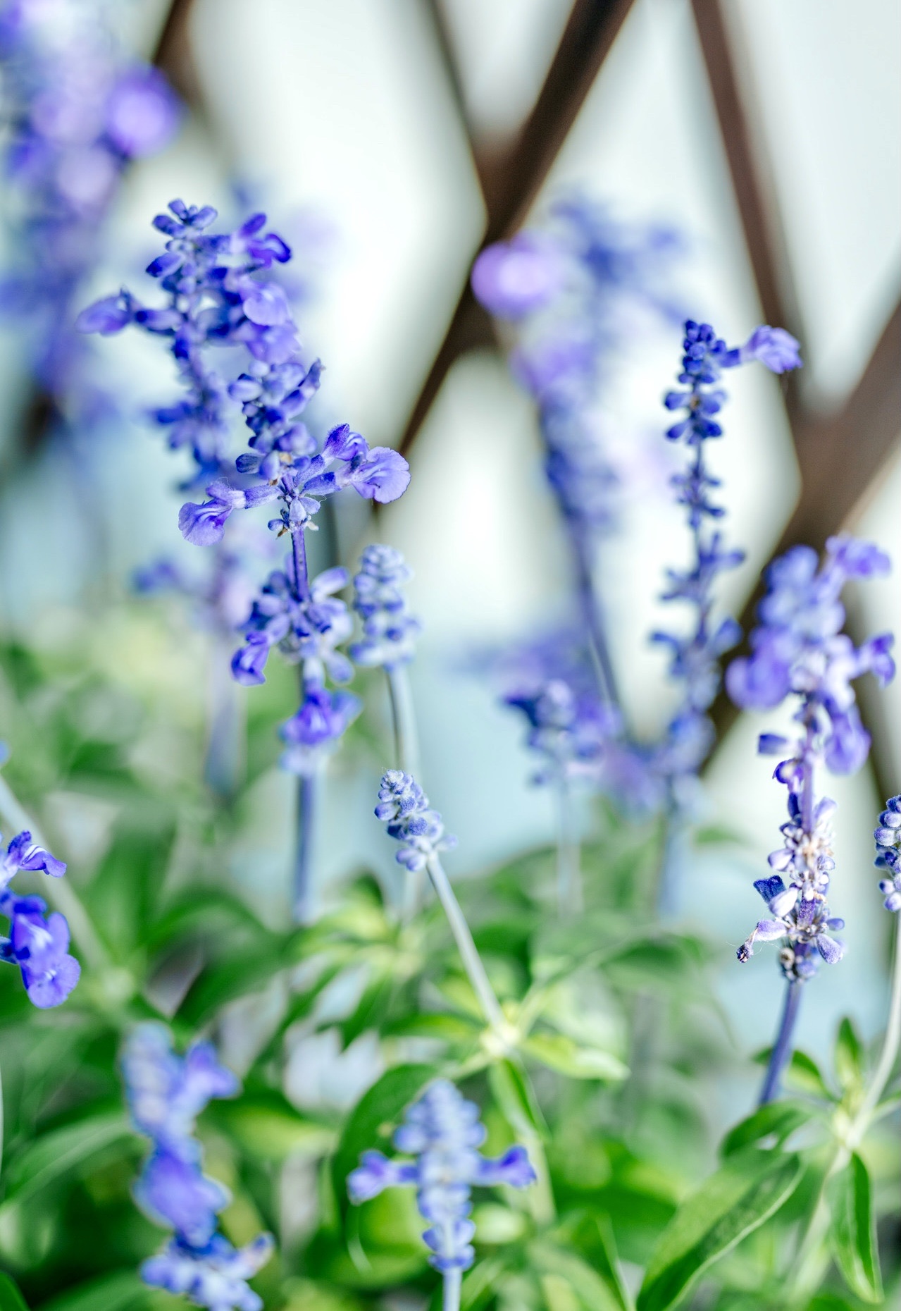 薰衣草的花语是:等待爱情的奇迹.