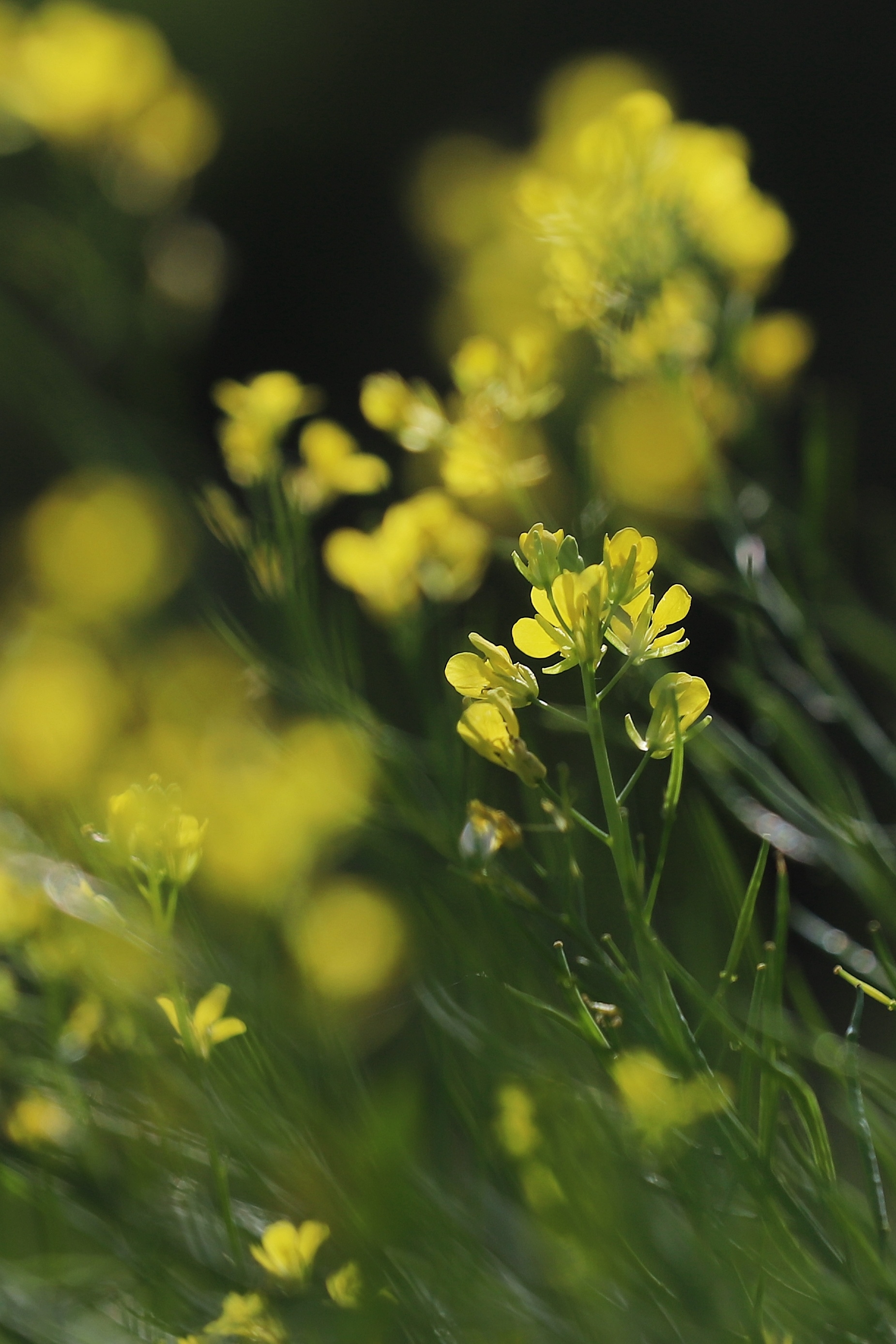 首发野油菜花