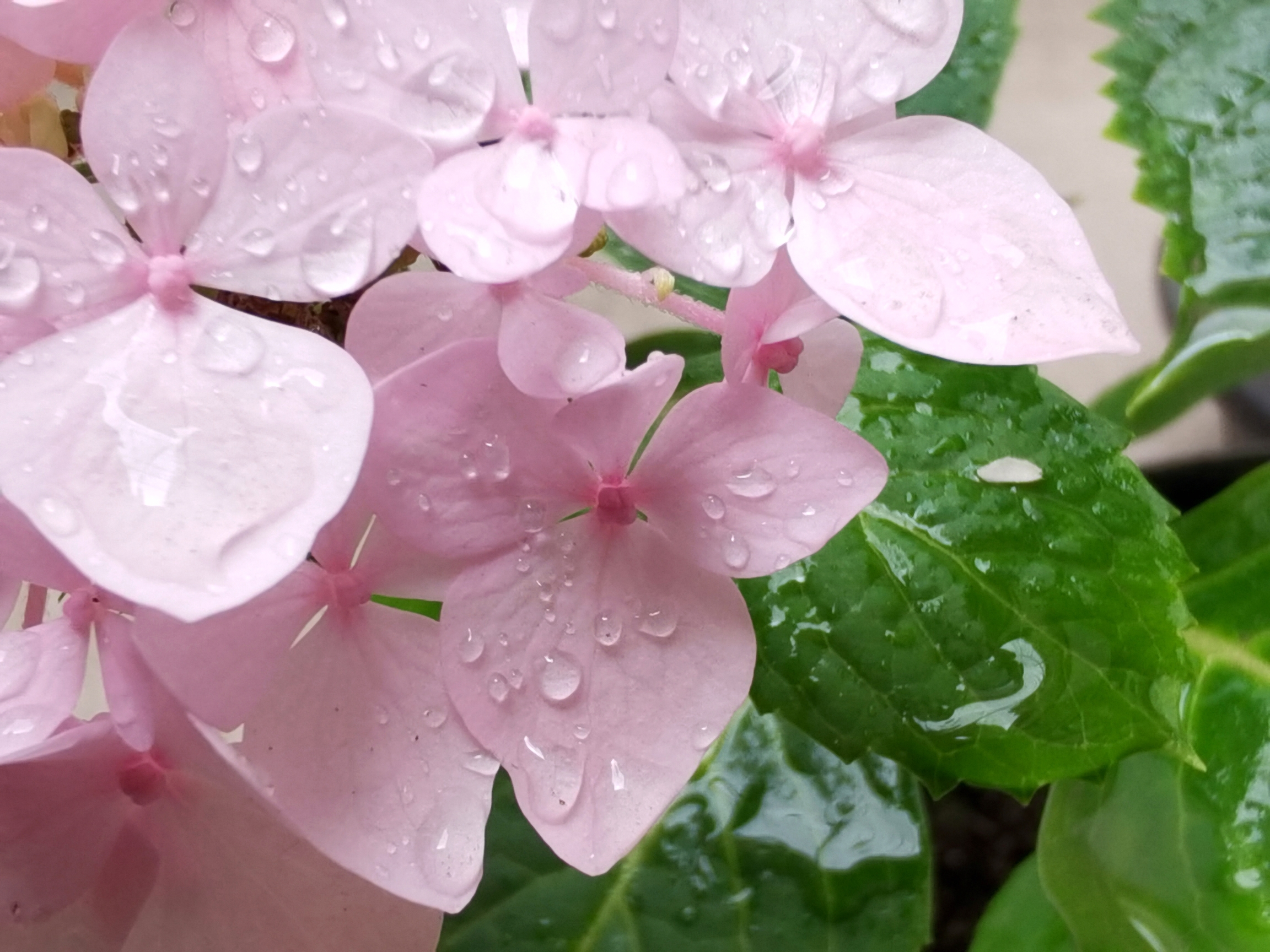 雨中绣球花(2【首发】