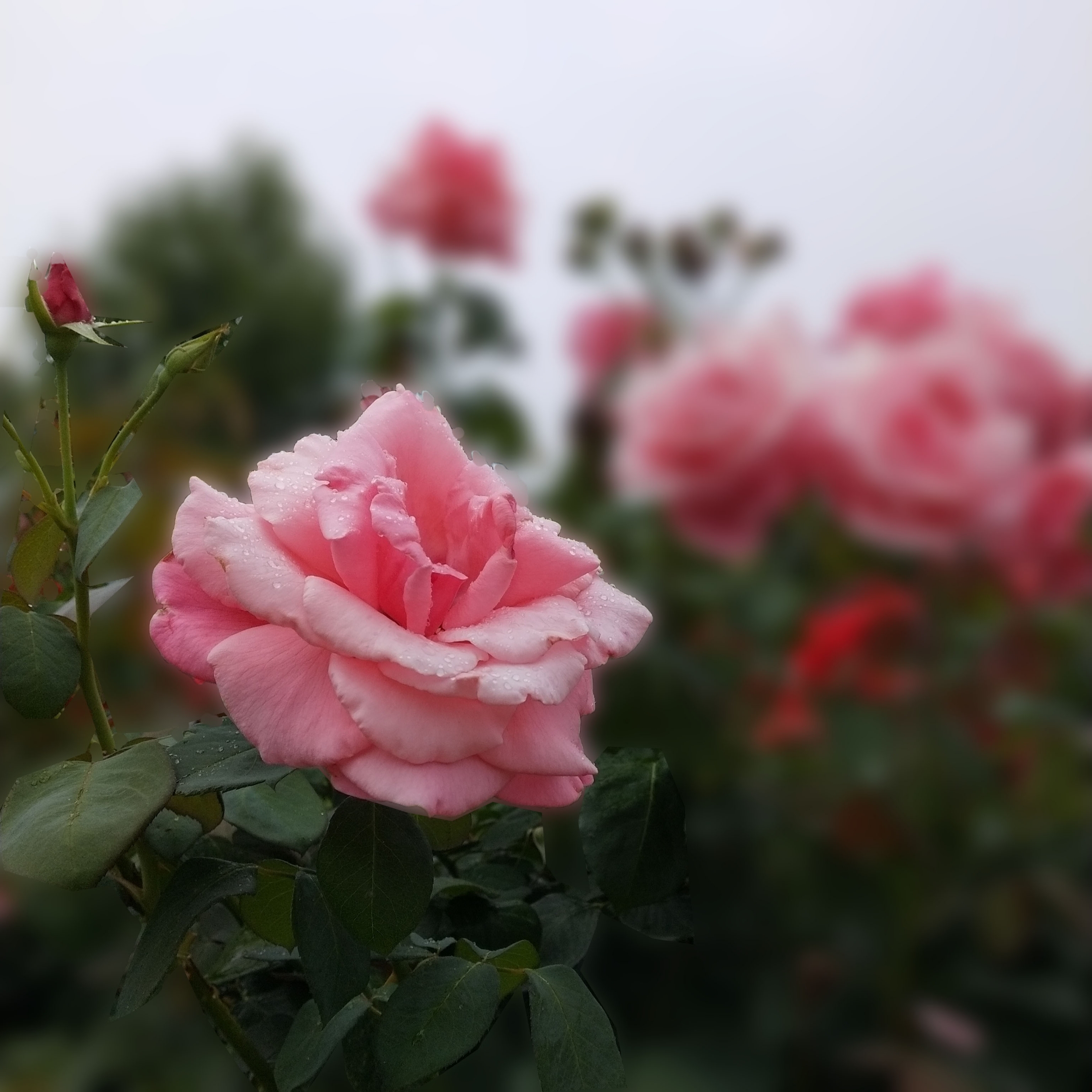 月季花【首发】