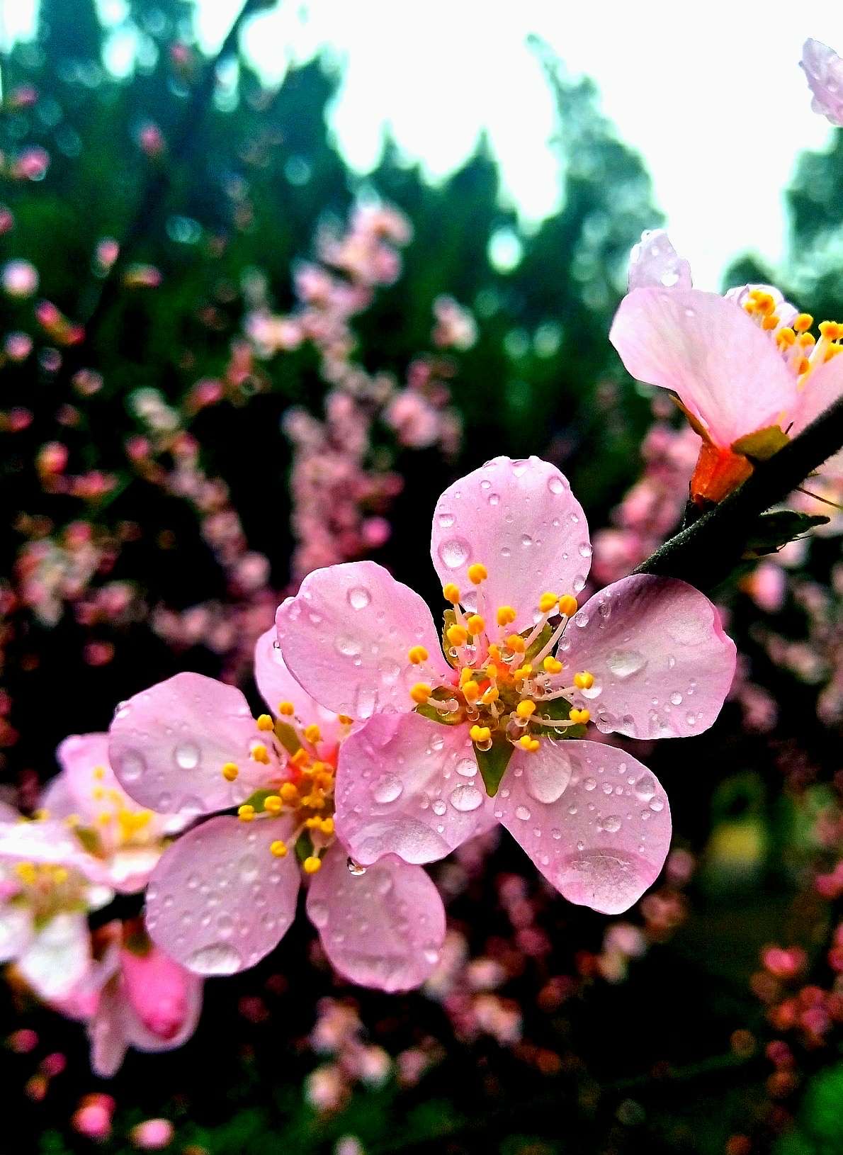 春雨桃花