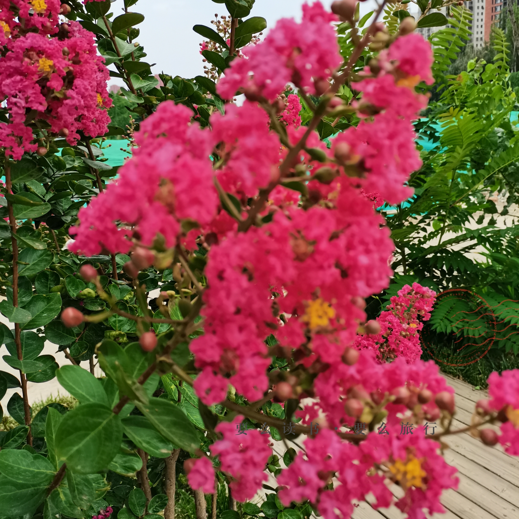 今天早晨本来是准备去公园拍荷花,之前不知道公园八点半才开门,回头的