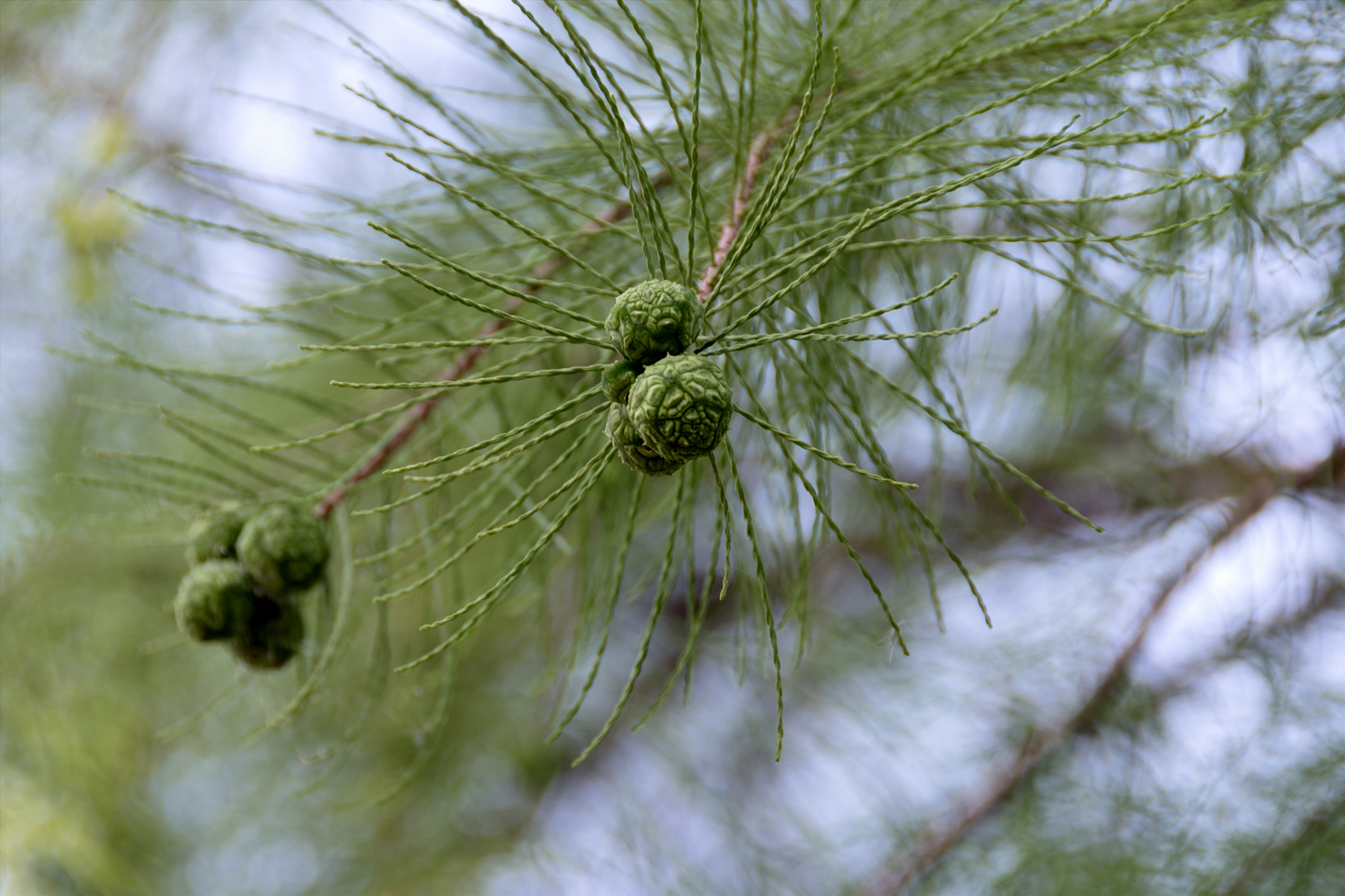初夏5月末,见池杉树结果了,高大的池杉见青果满树,果实好看,拍了一组