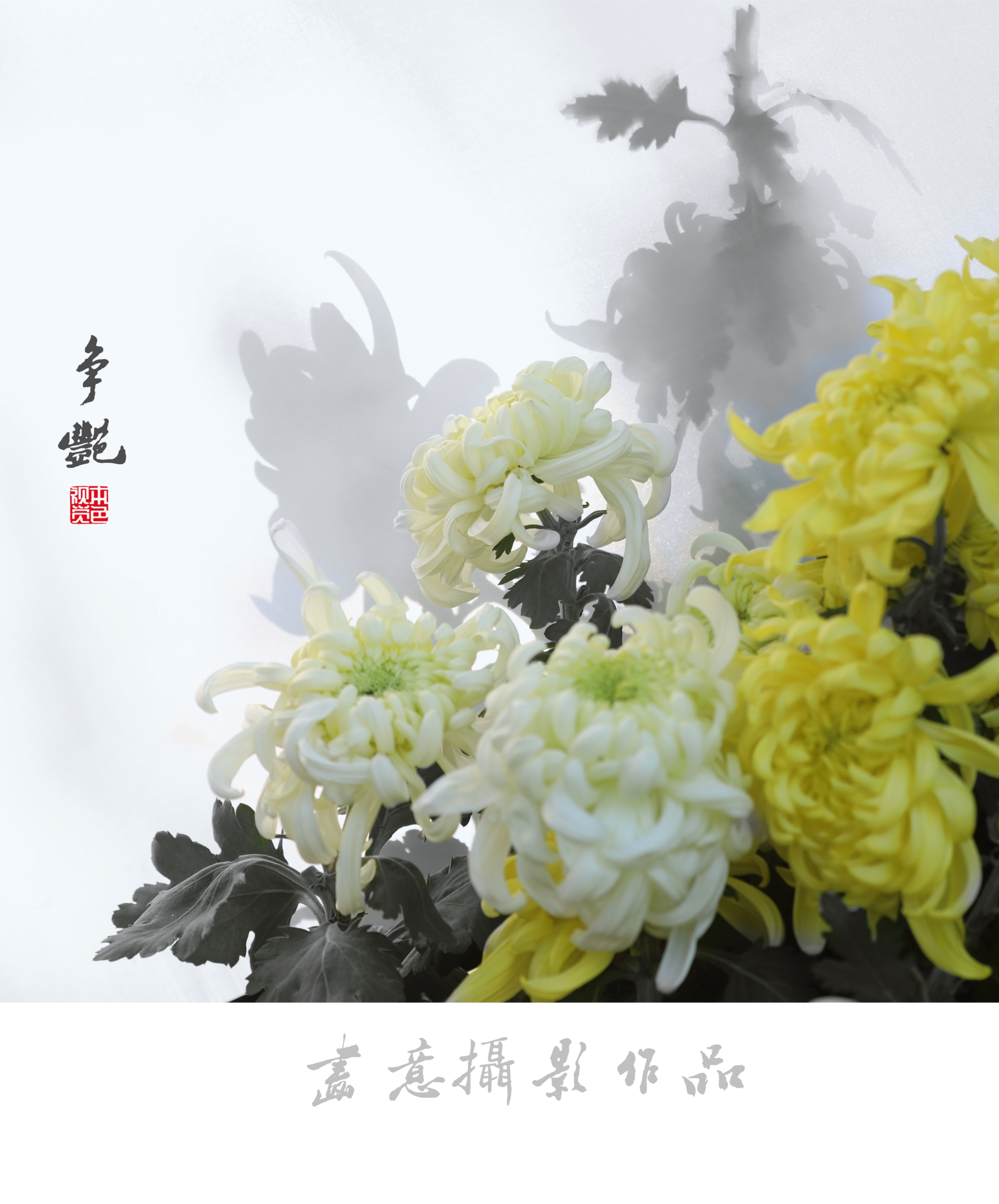 寒菊(画意摄影)