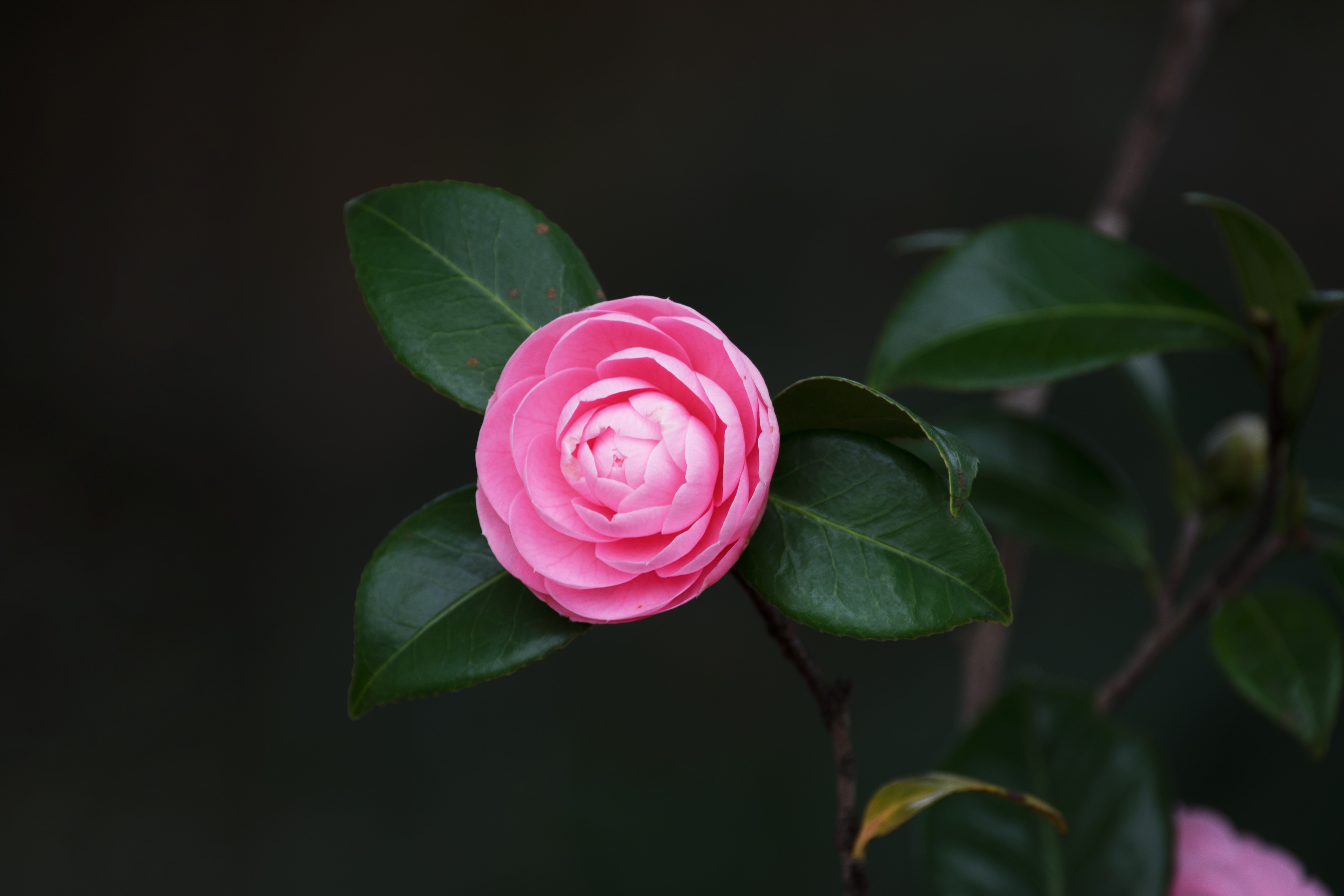 山茶花干美枝青叶秀,花色艳丽多彩,花型秀美多样,花姿优雅多态,气味