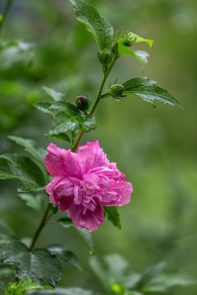 雨中的木槿花