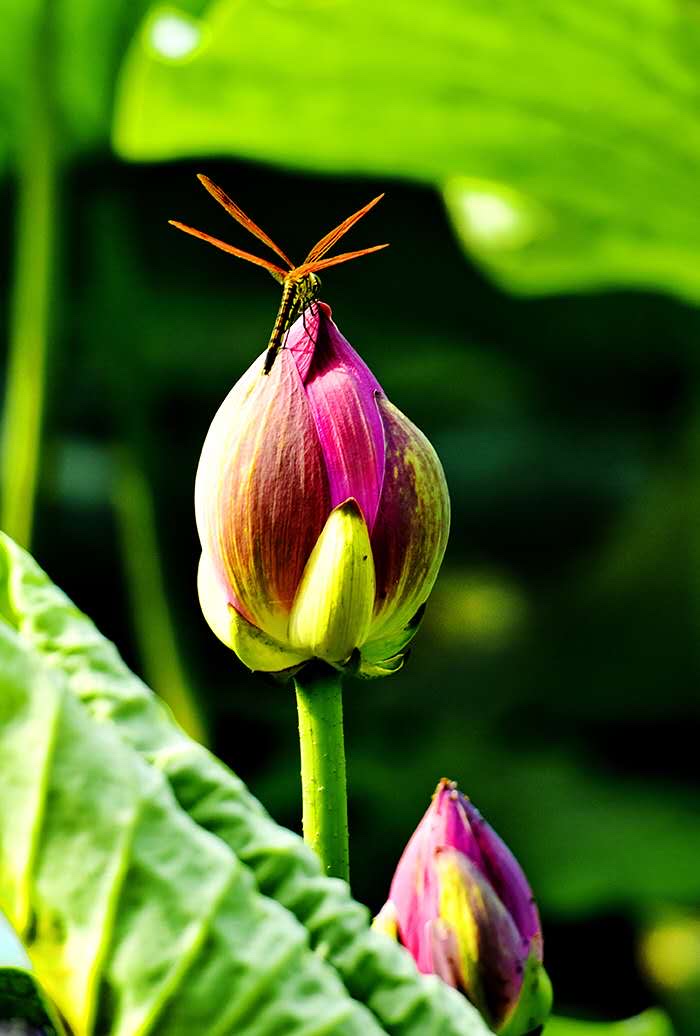 繁花似锦度夏炎（图8）