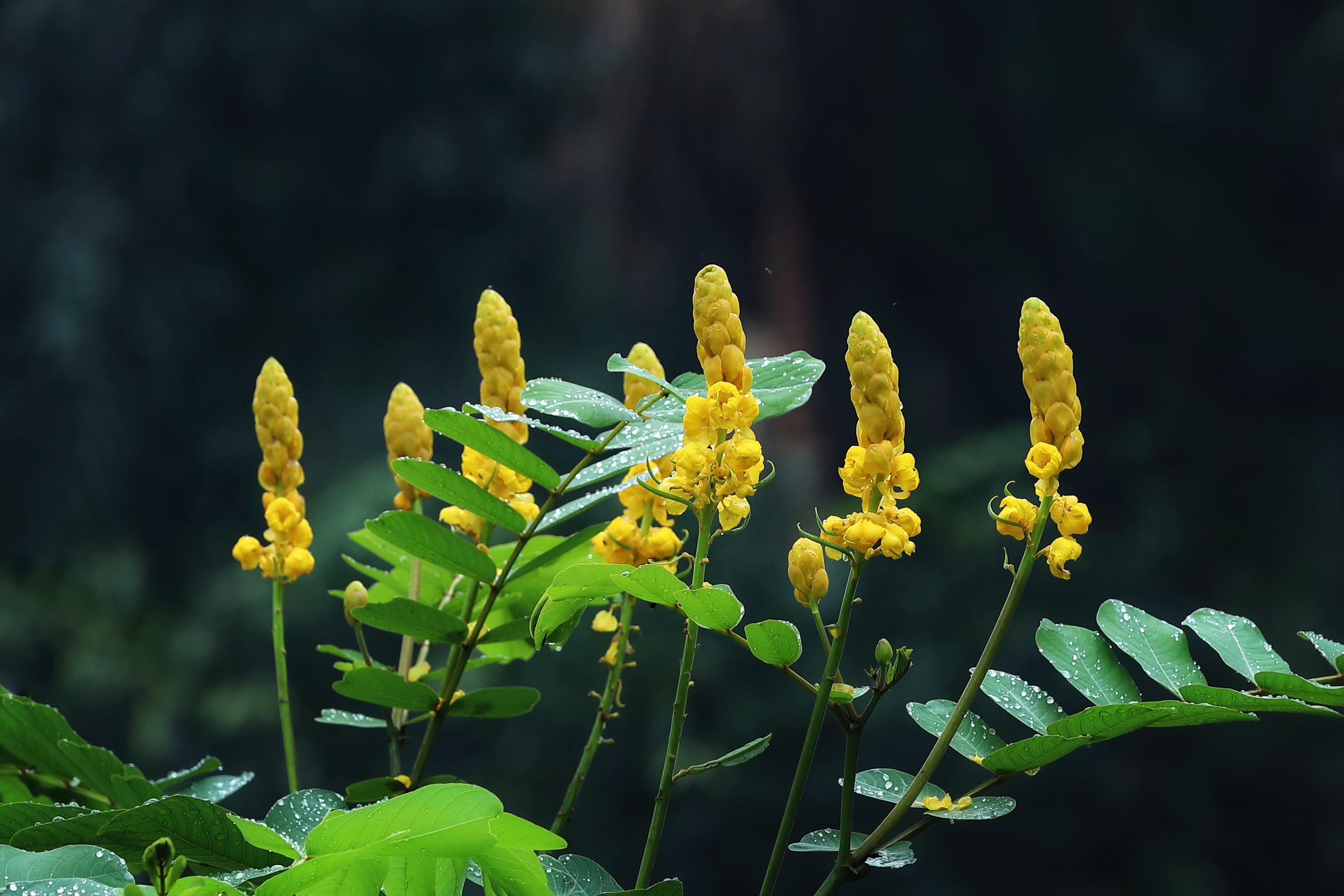 翅果决明,有翅决明,对叶豆,蜡烛花等,是豆科,决明属的多年生常绿灌木