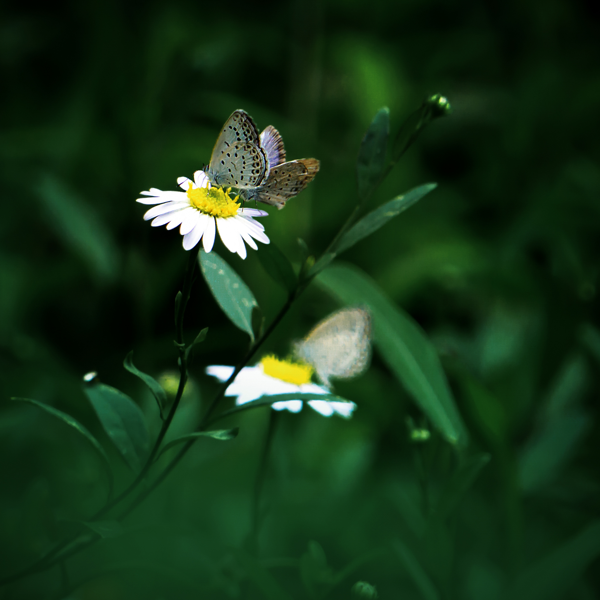 盛夏若闲,赏花暮雨