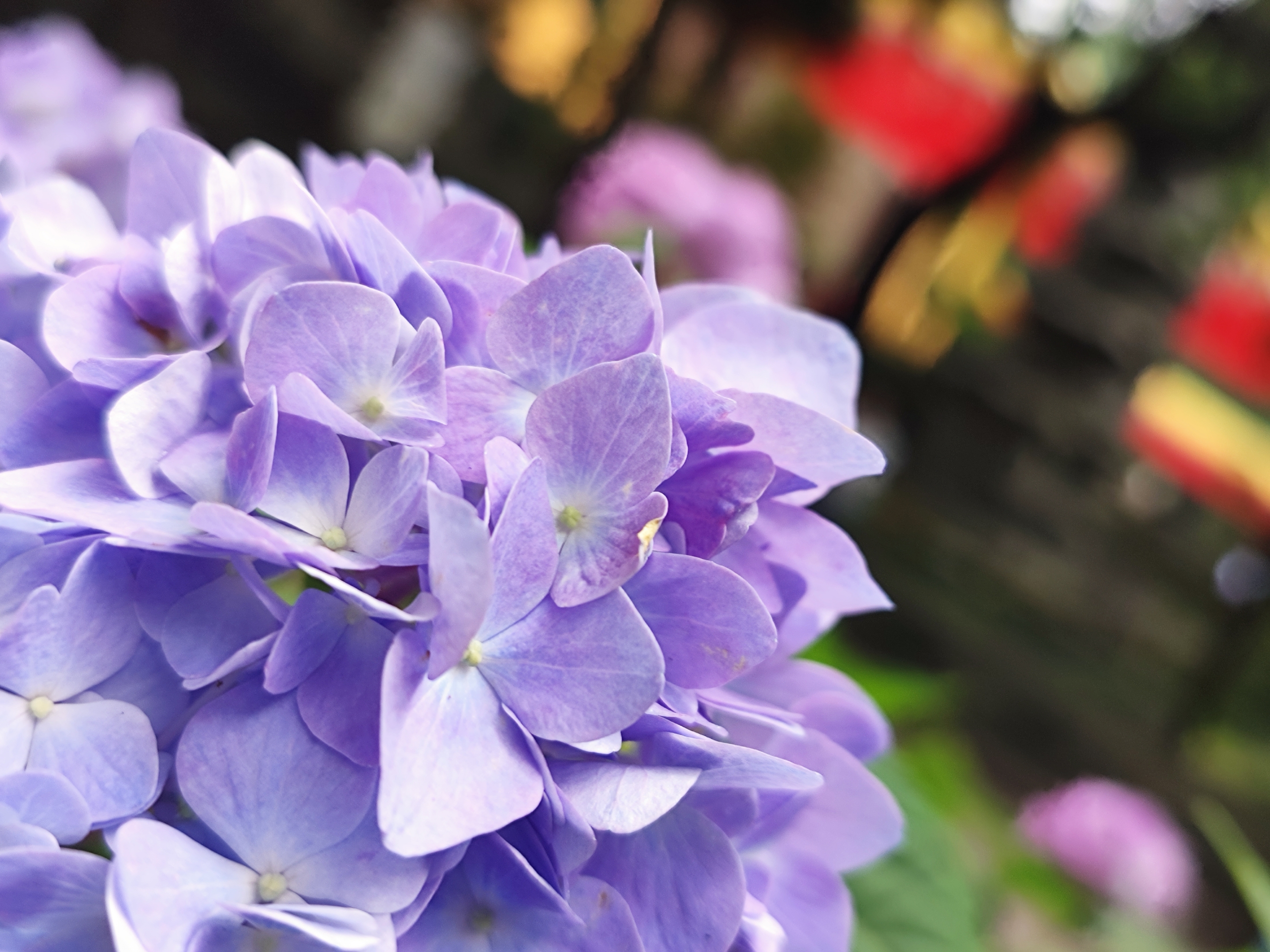 【原创首发】蓝,紫色绣球花