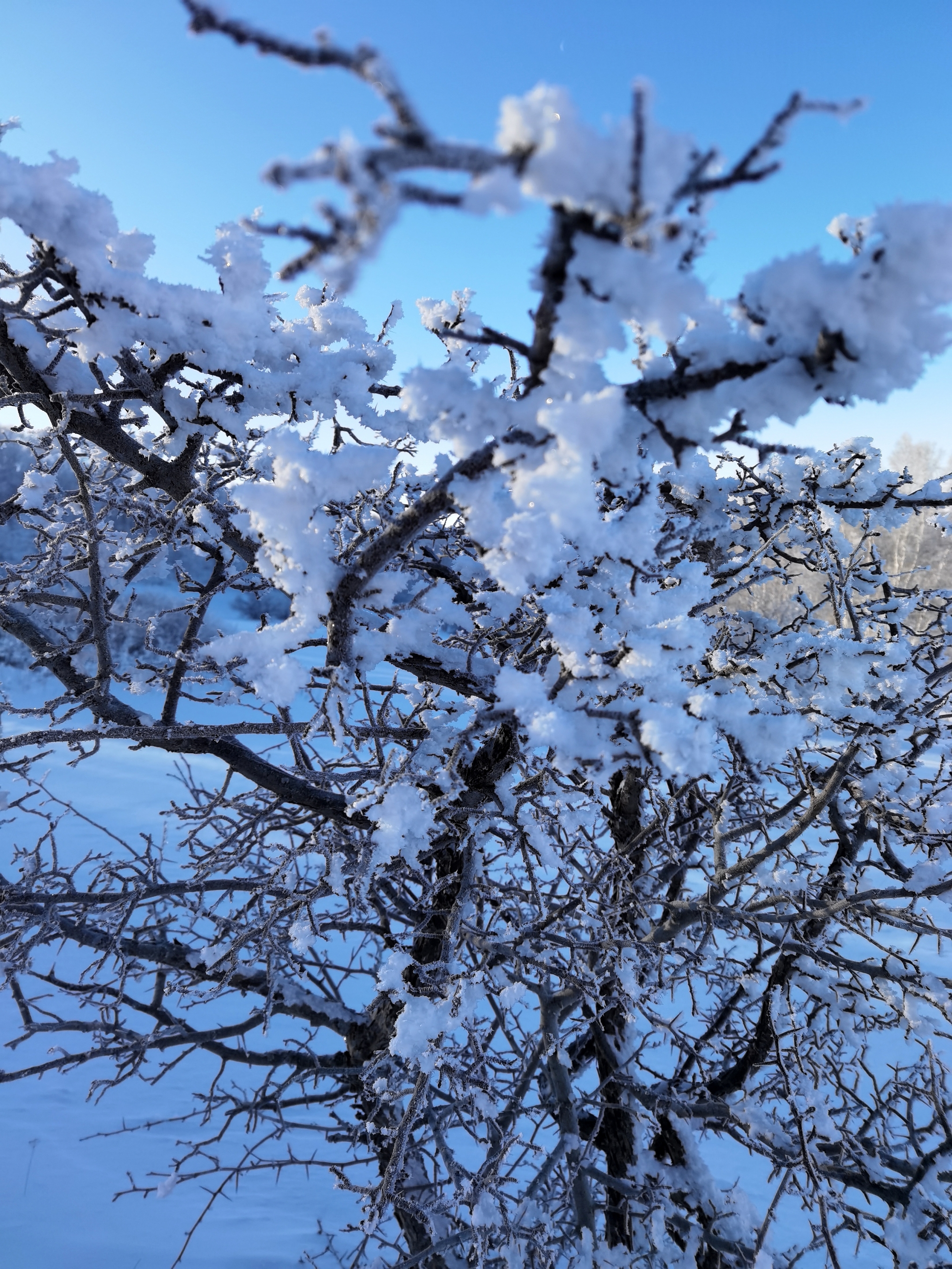 【首发】雪树银花