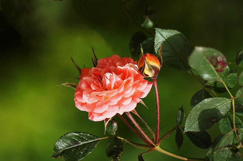 红艳凝香月季花
