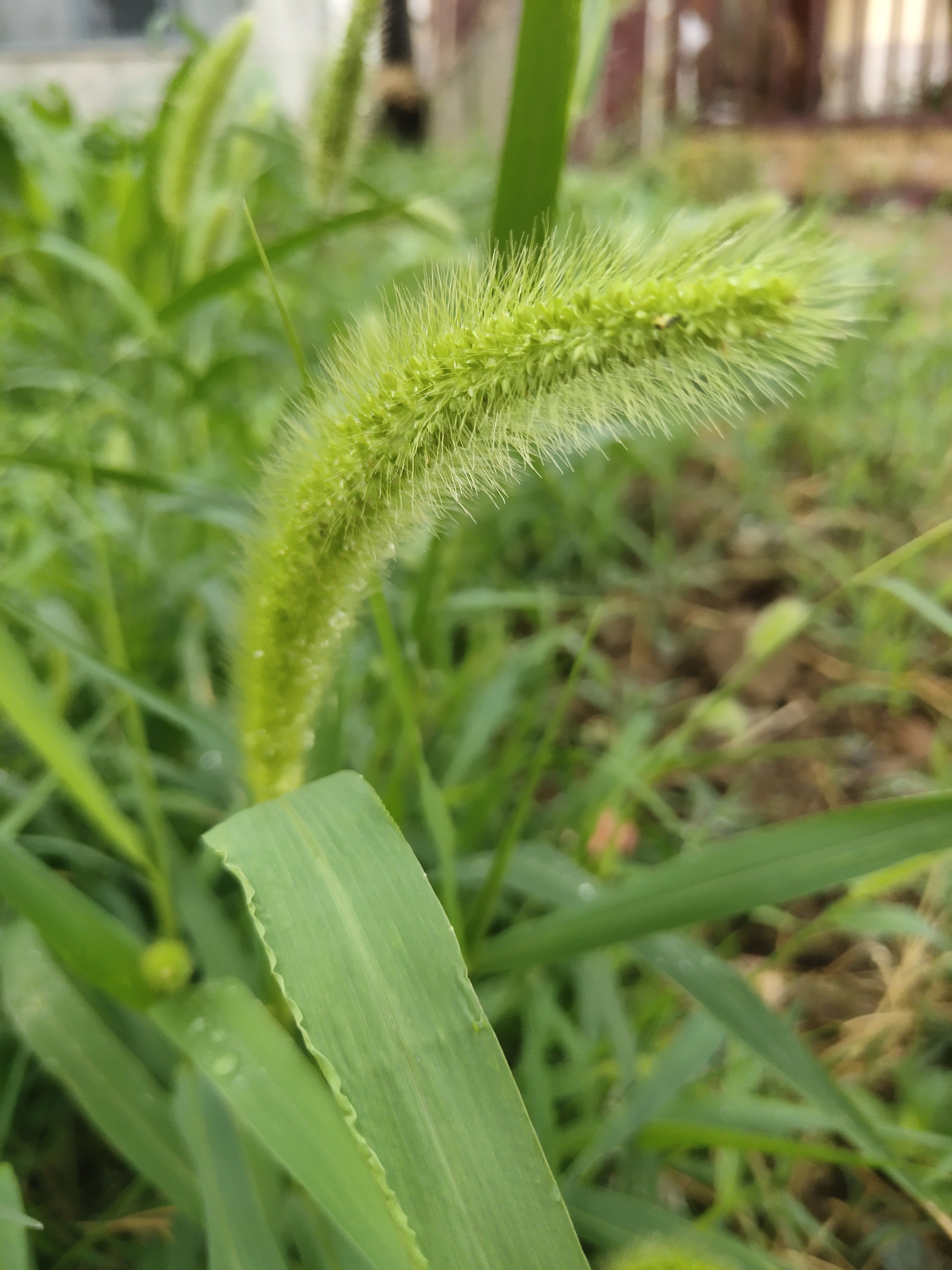 狗尾巴草