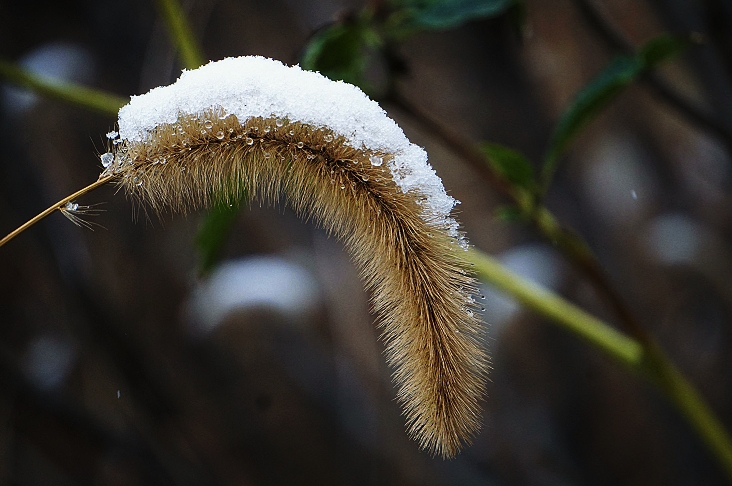 雪中的狗尾草