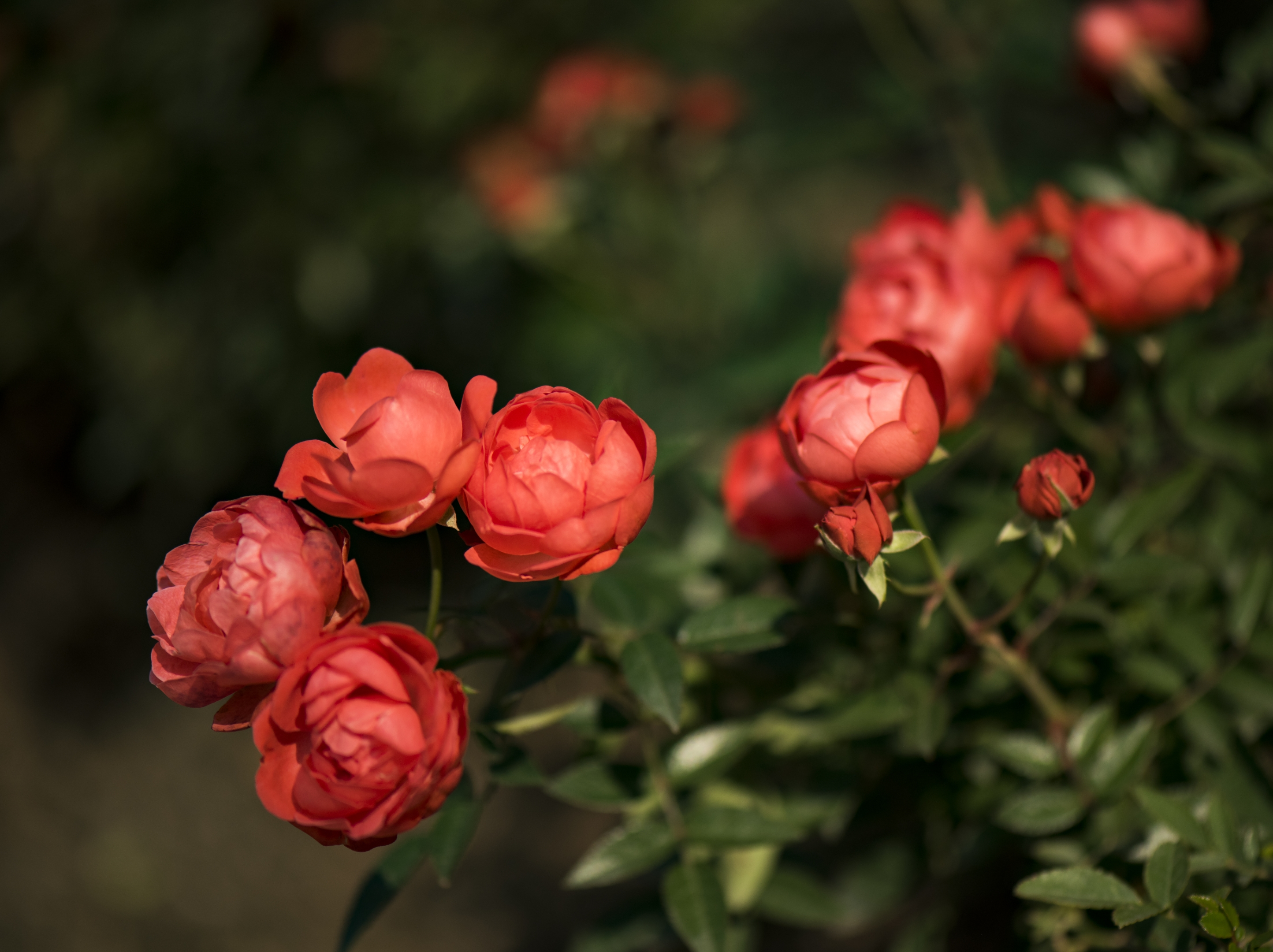 橘黄色月季花首发