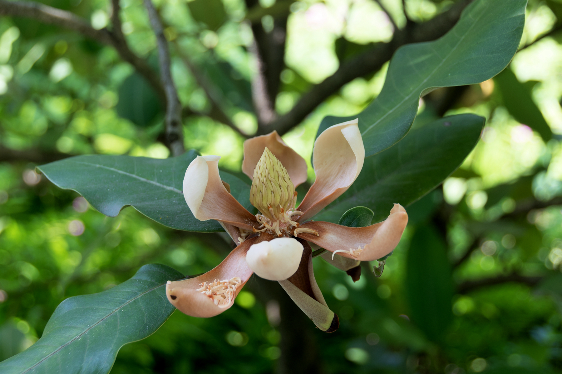 首发红花山玉兰