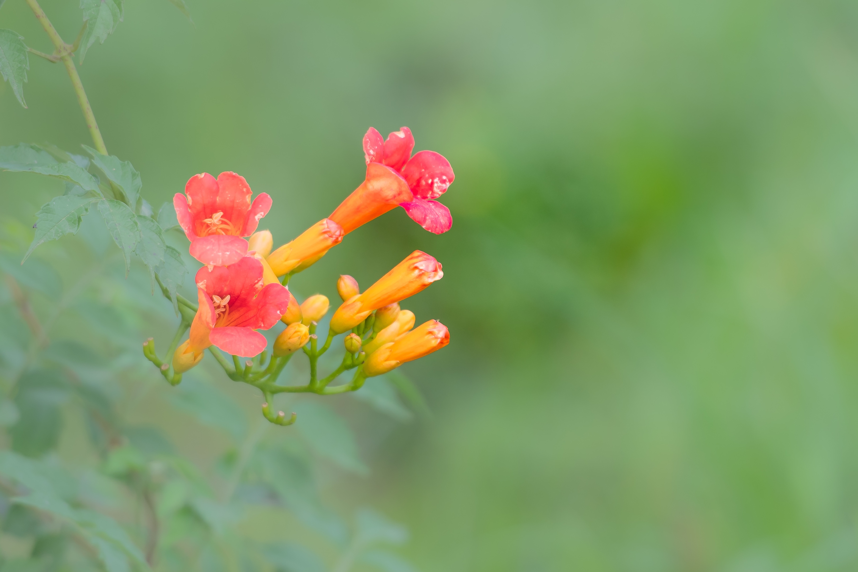 凌霄花