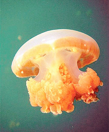 胡宝星 || 畅游在太平洋深处的水母湖