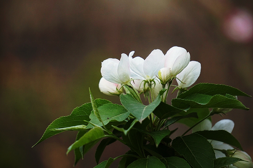 白海棠花