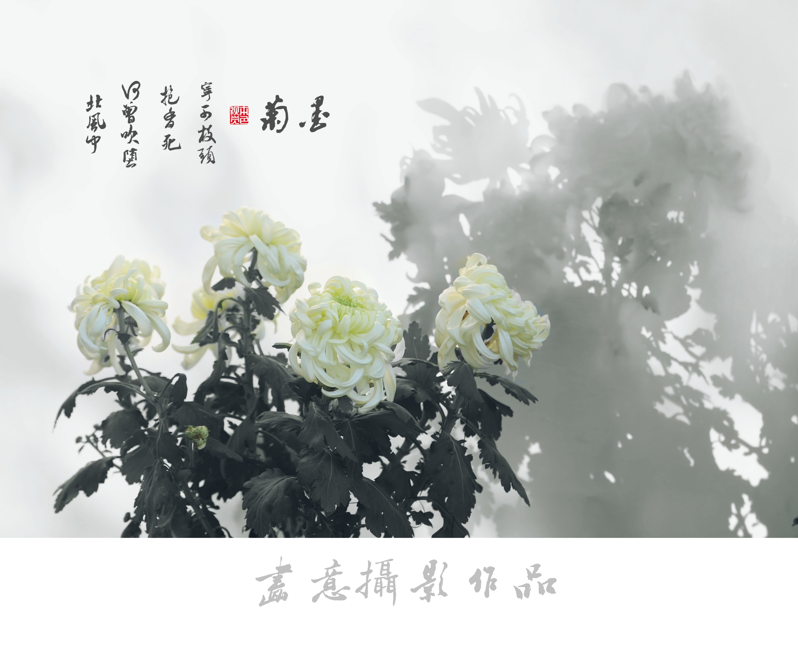 寒菊(画意摄影)