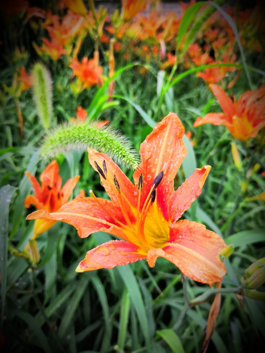 我家院子里的萱草花