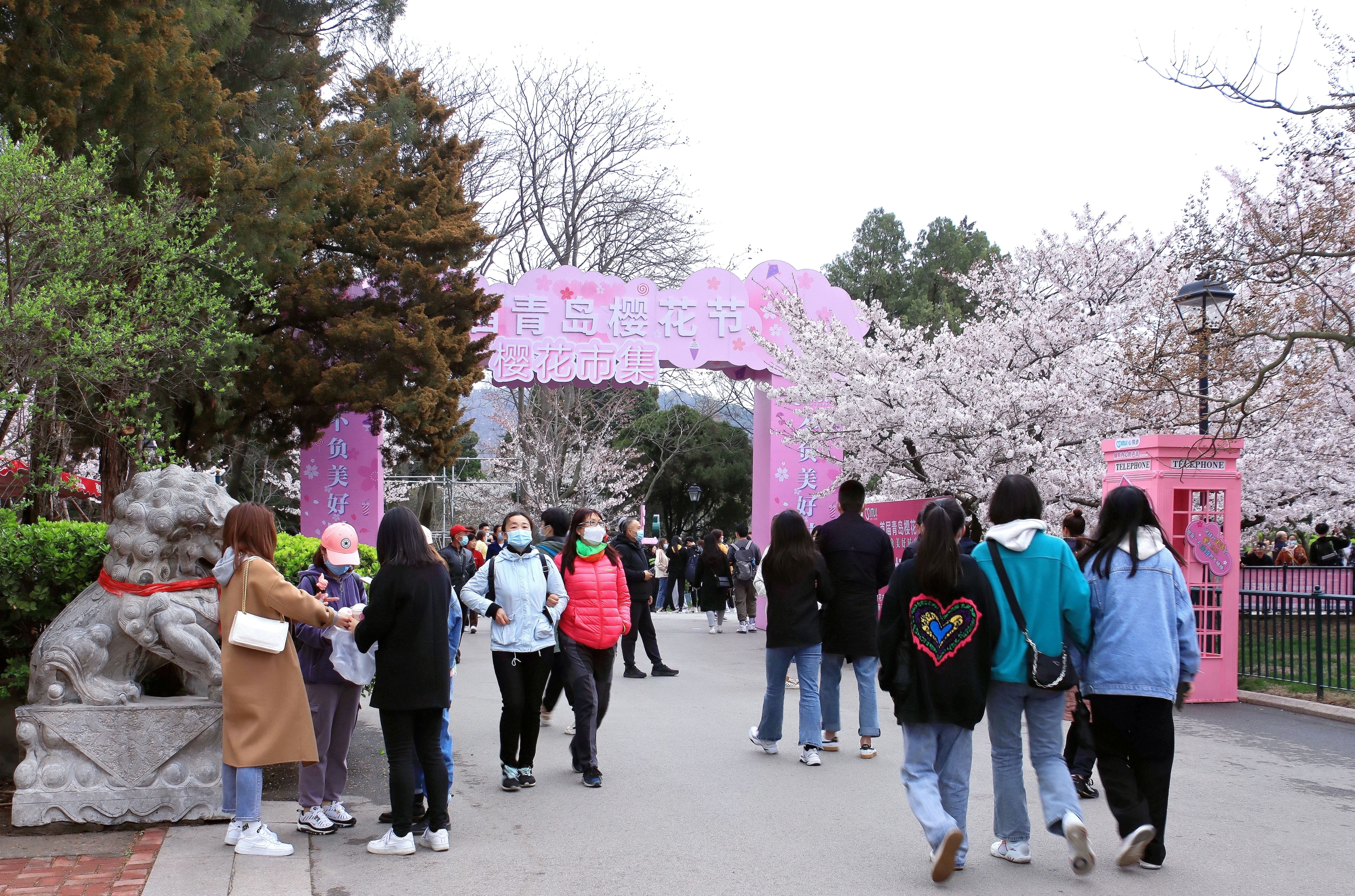 《我的拍摄不负美好时光》青岛首届樱花节中山公园巧遇花海人海