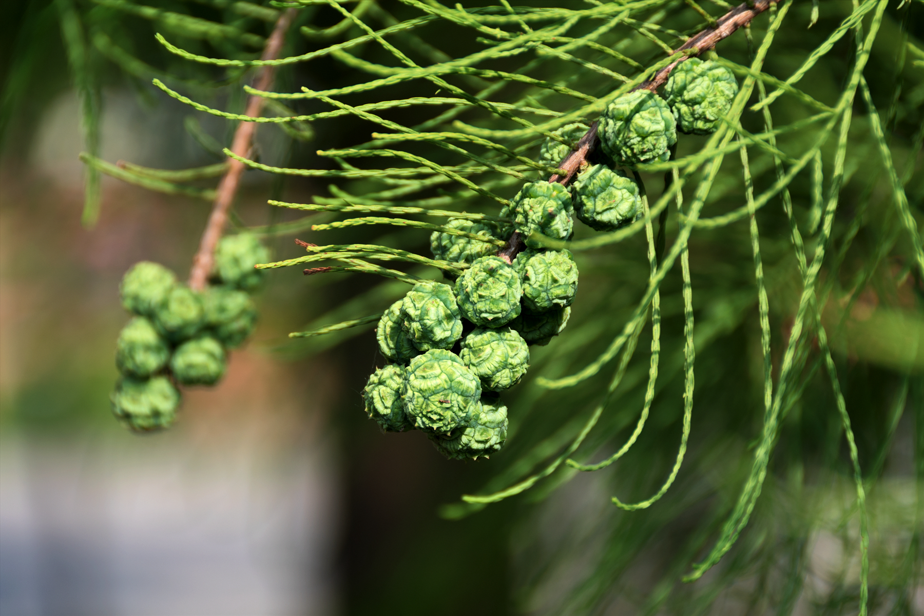 初夏5月末,见池杉树结果了,高大的池杉见青果满树,果实好看,拍了一组