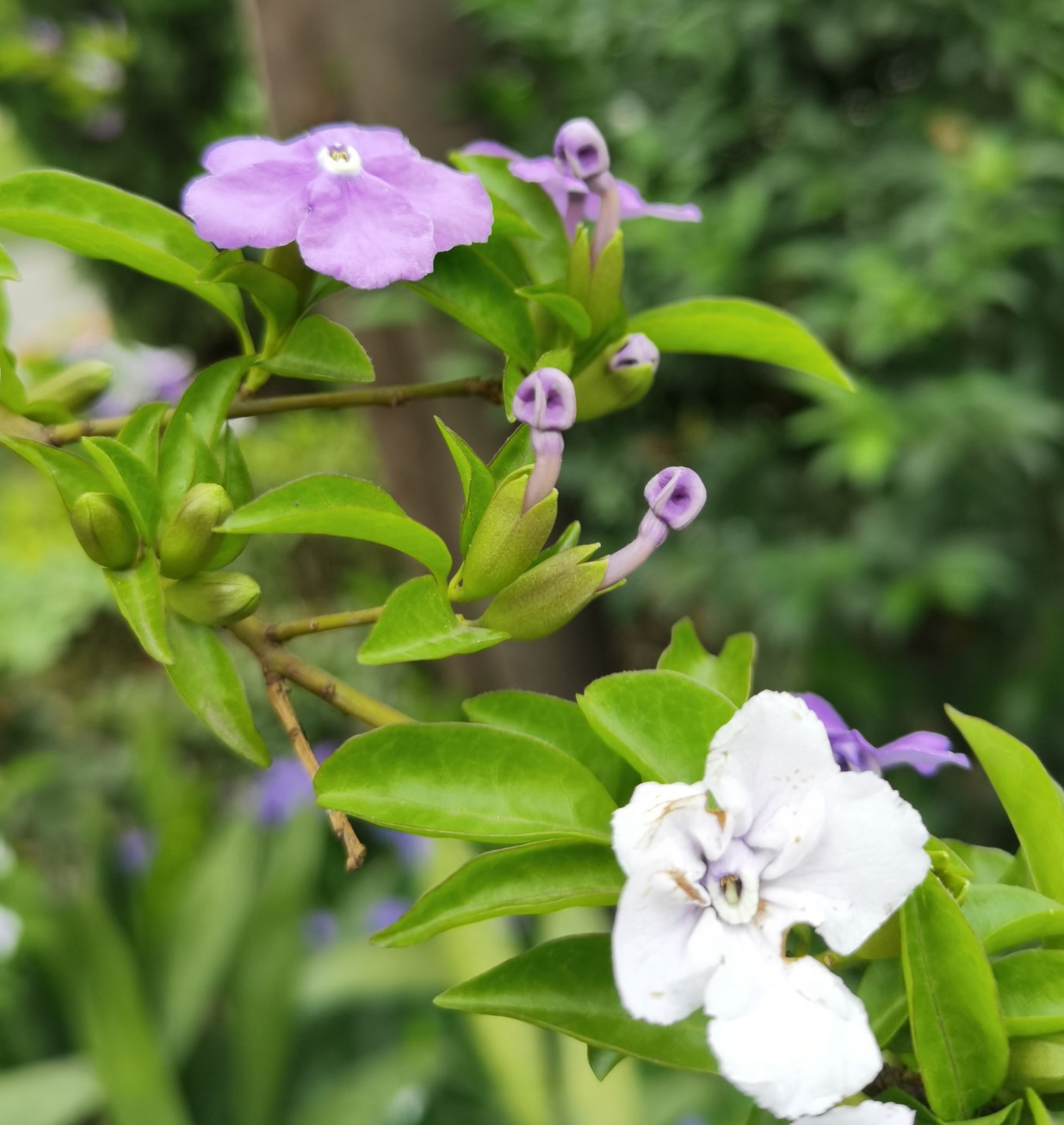 首发双色茉莉花