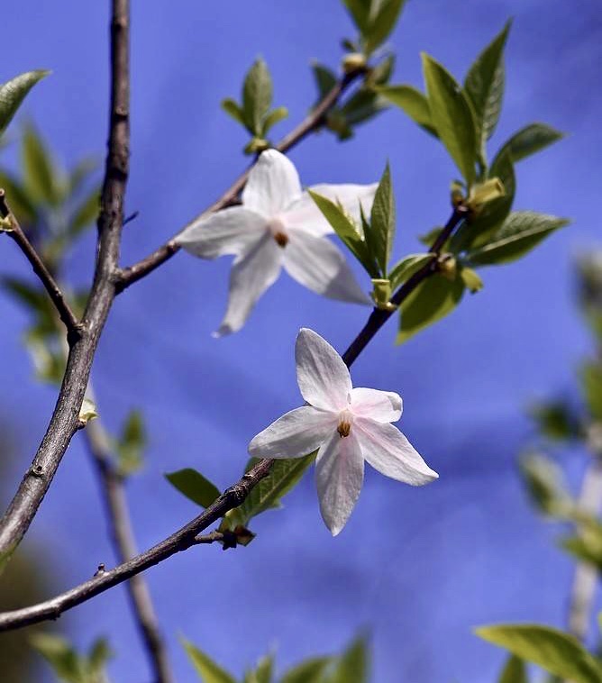 【首发】繁花～陀螺果花