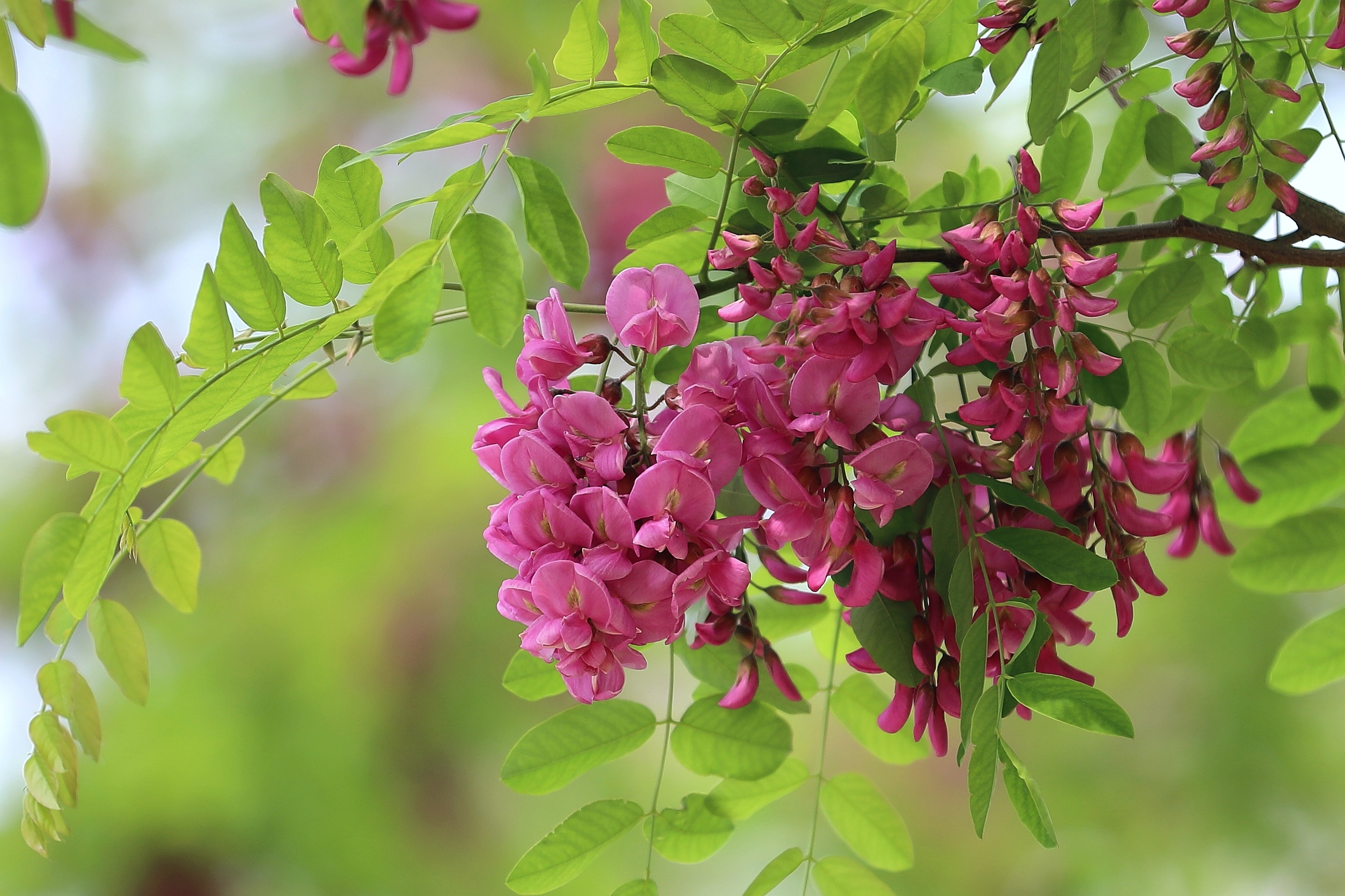 百花园红花刺槐花