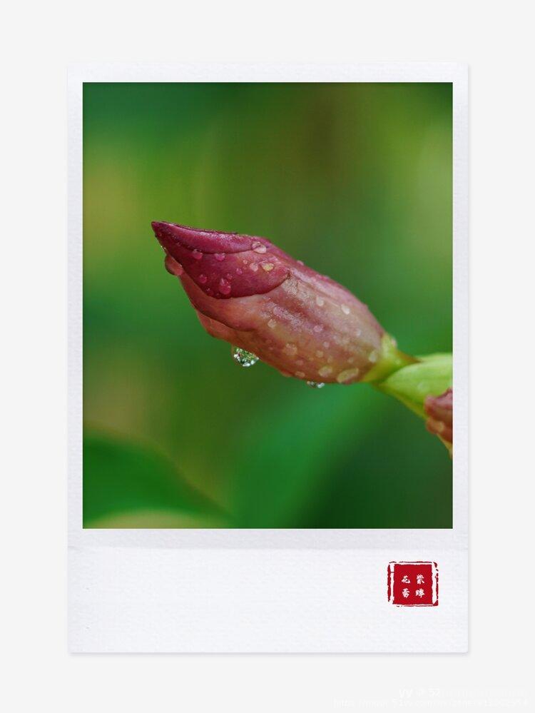 紫蝉花蕾和雨珠