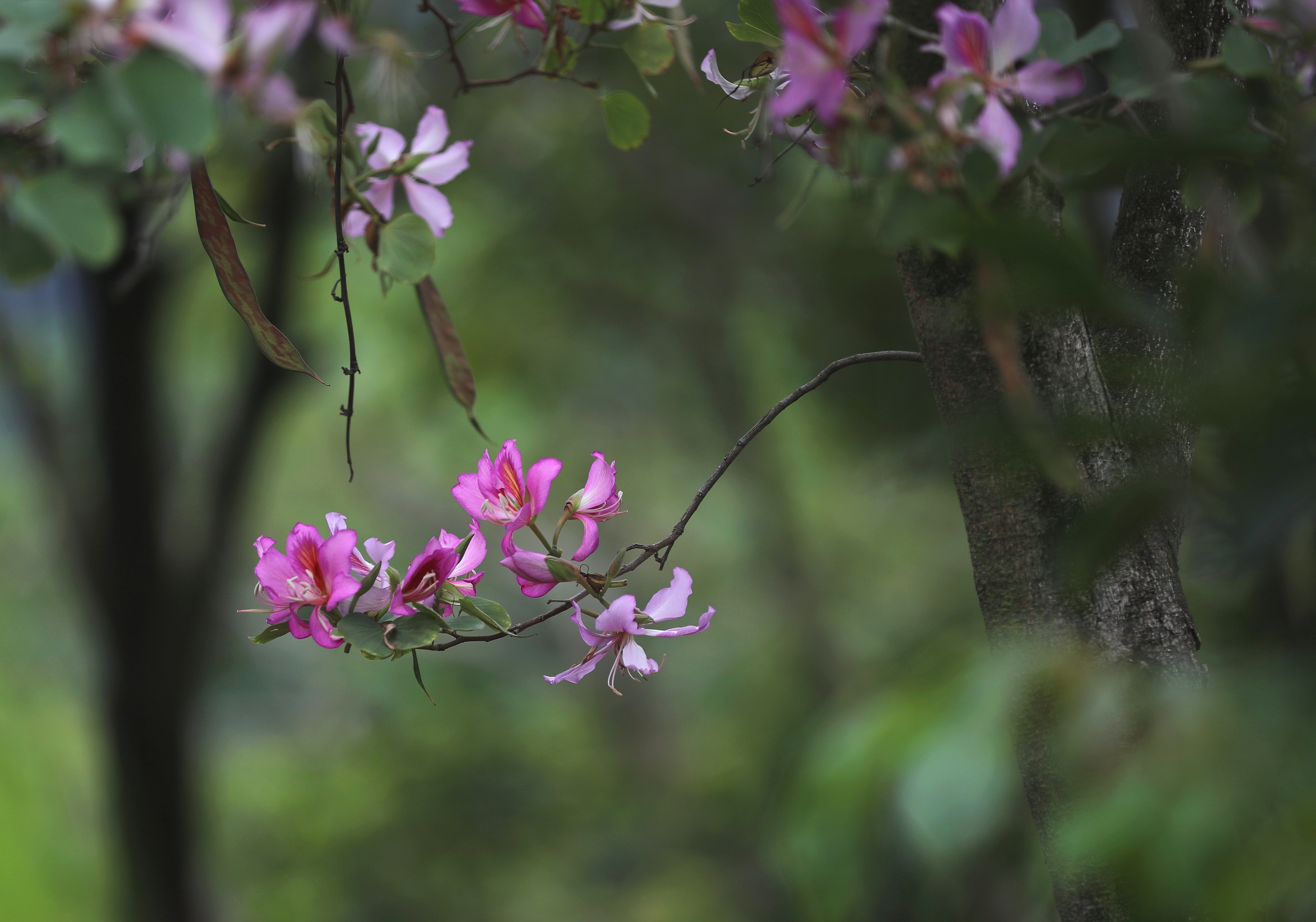 紫荆花