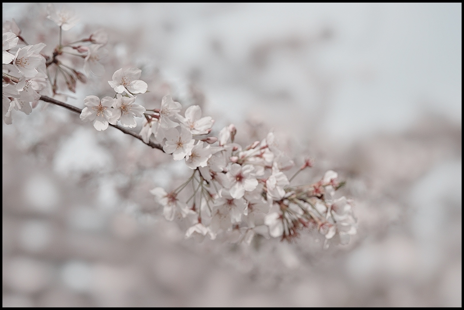 樱花雪