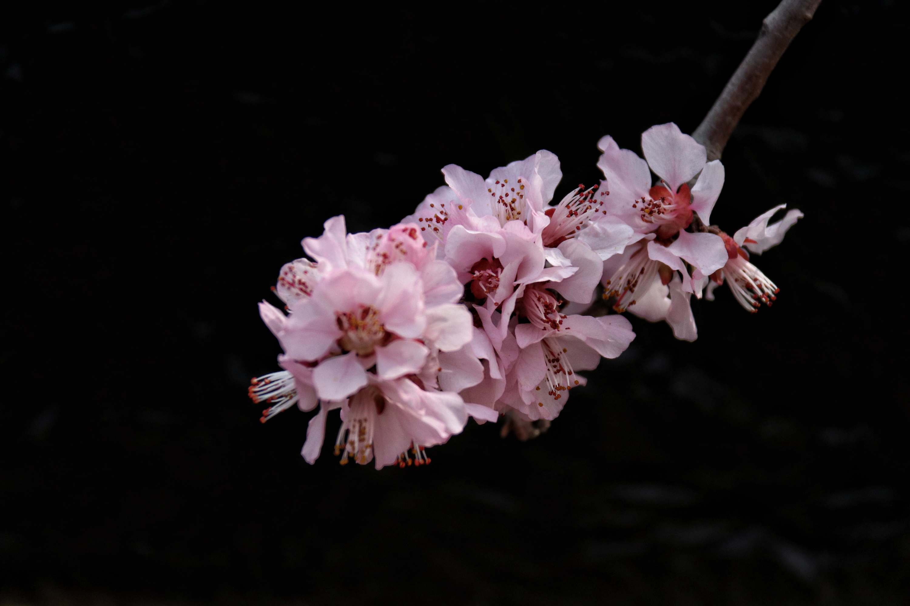 山桃花