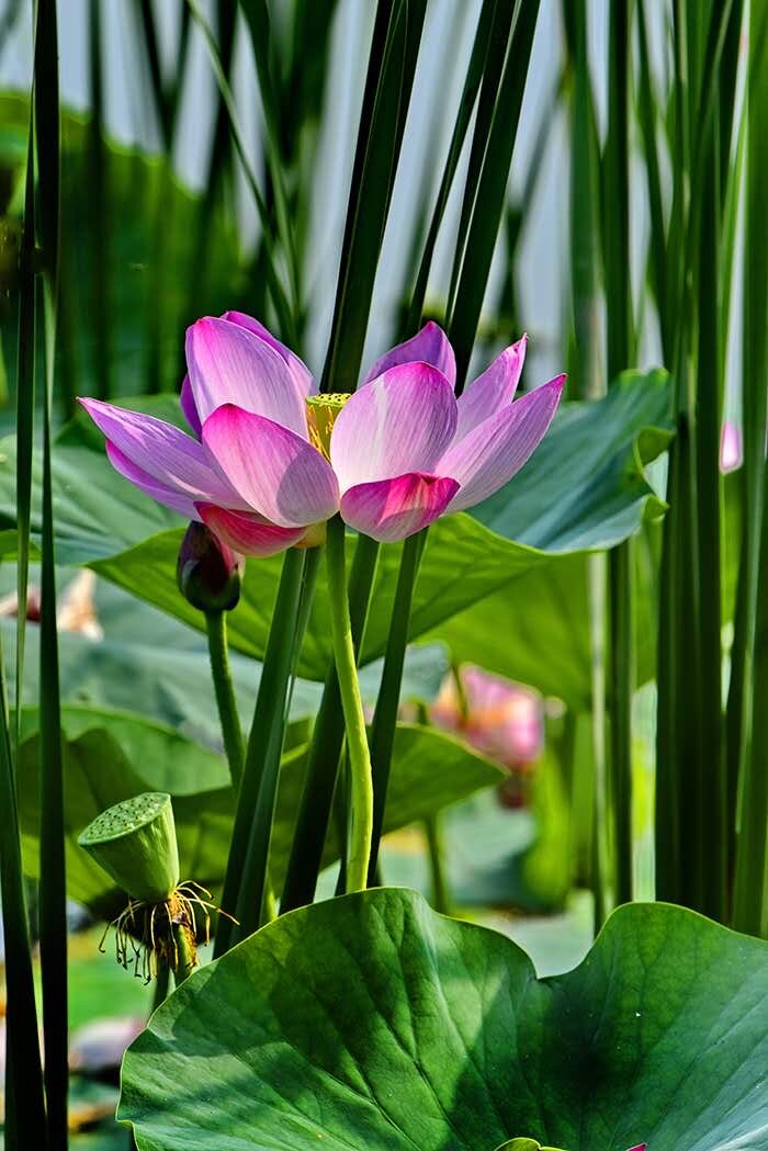 繁花似锦度夏炎（图9）