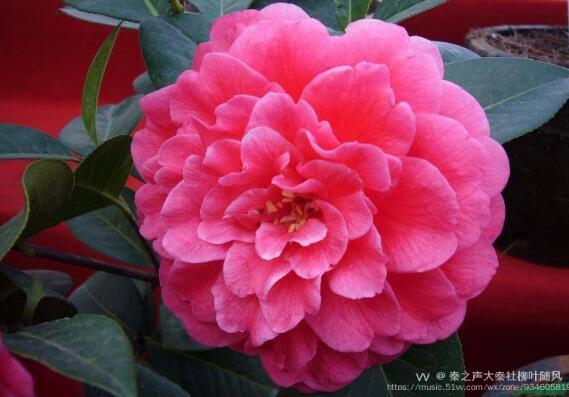 茶花