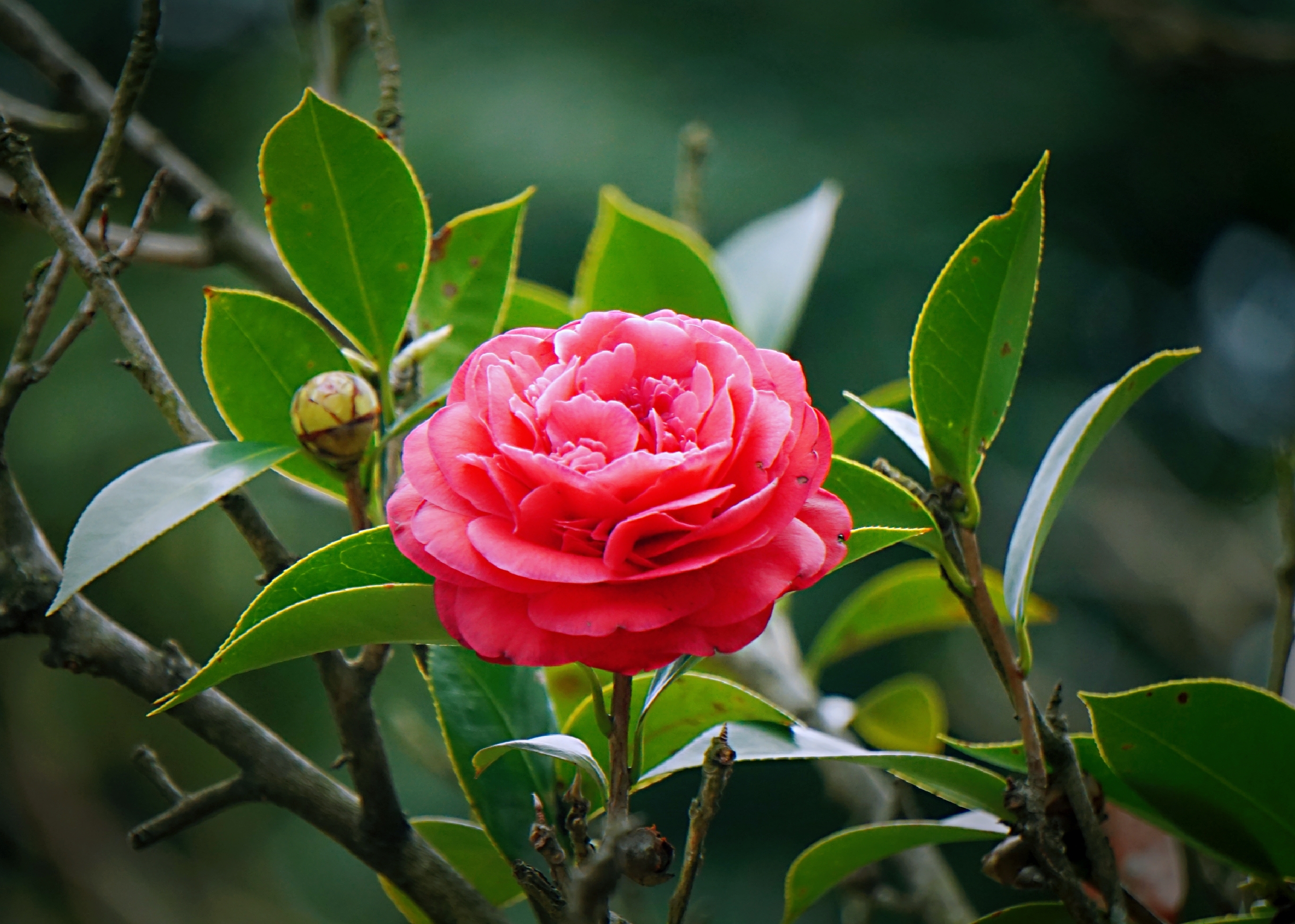 红艳艳的山茶花(首发)