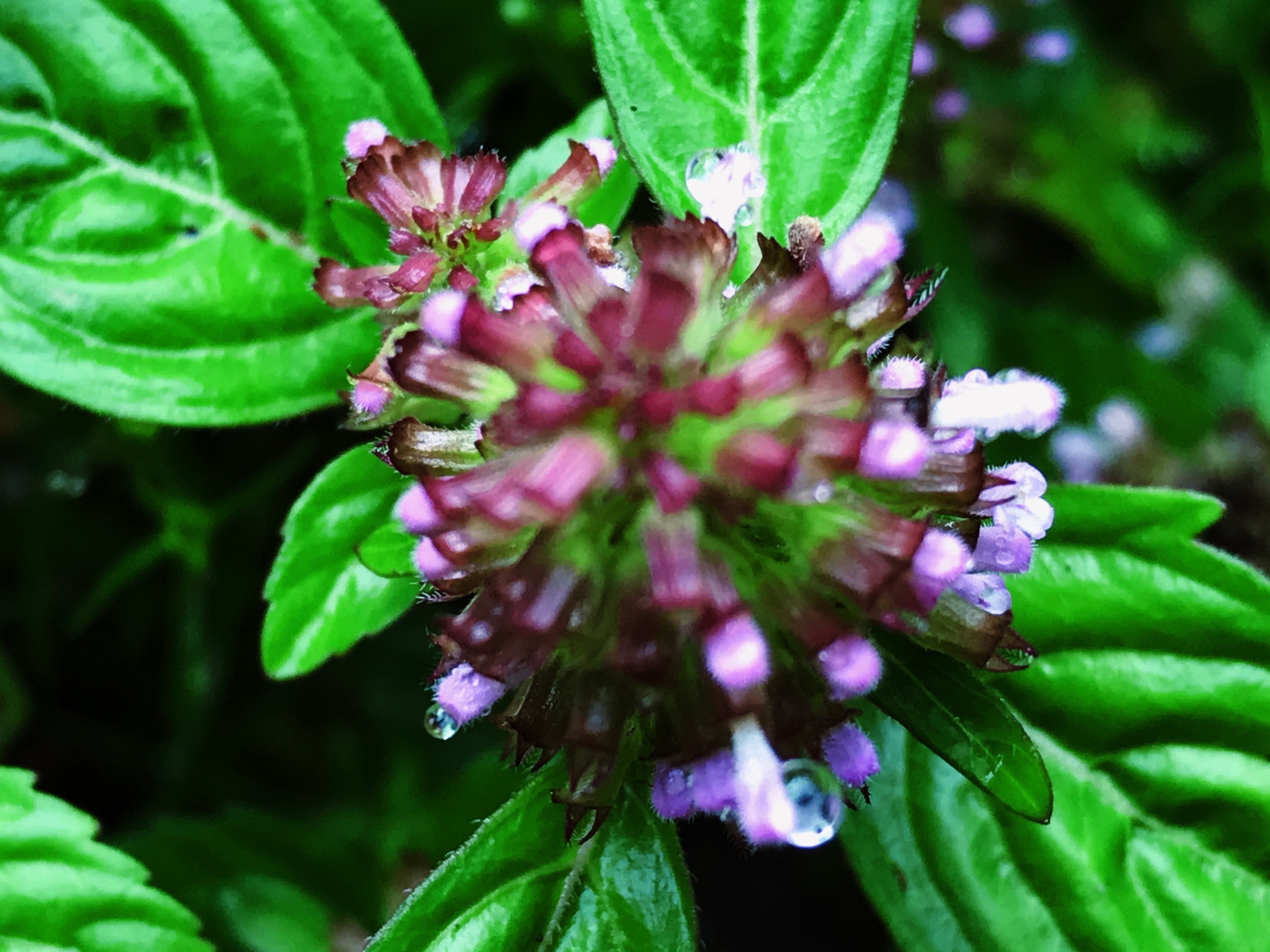 野草花9寸金草