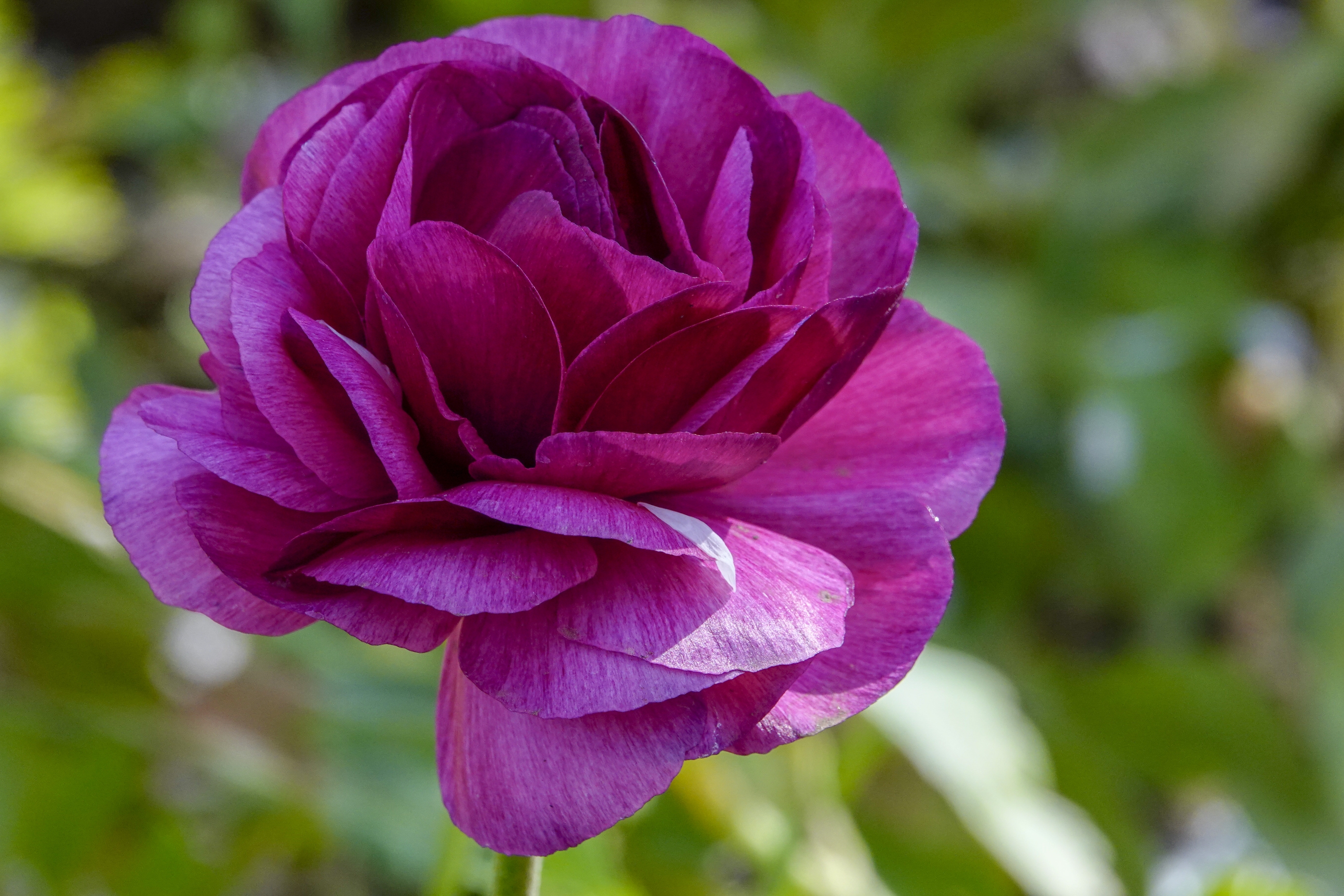 别名:芹菜花,波斯毛茛,陆莲花.