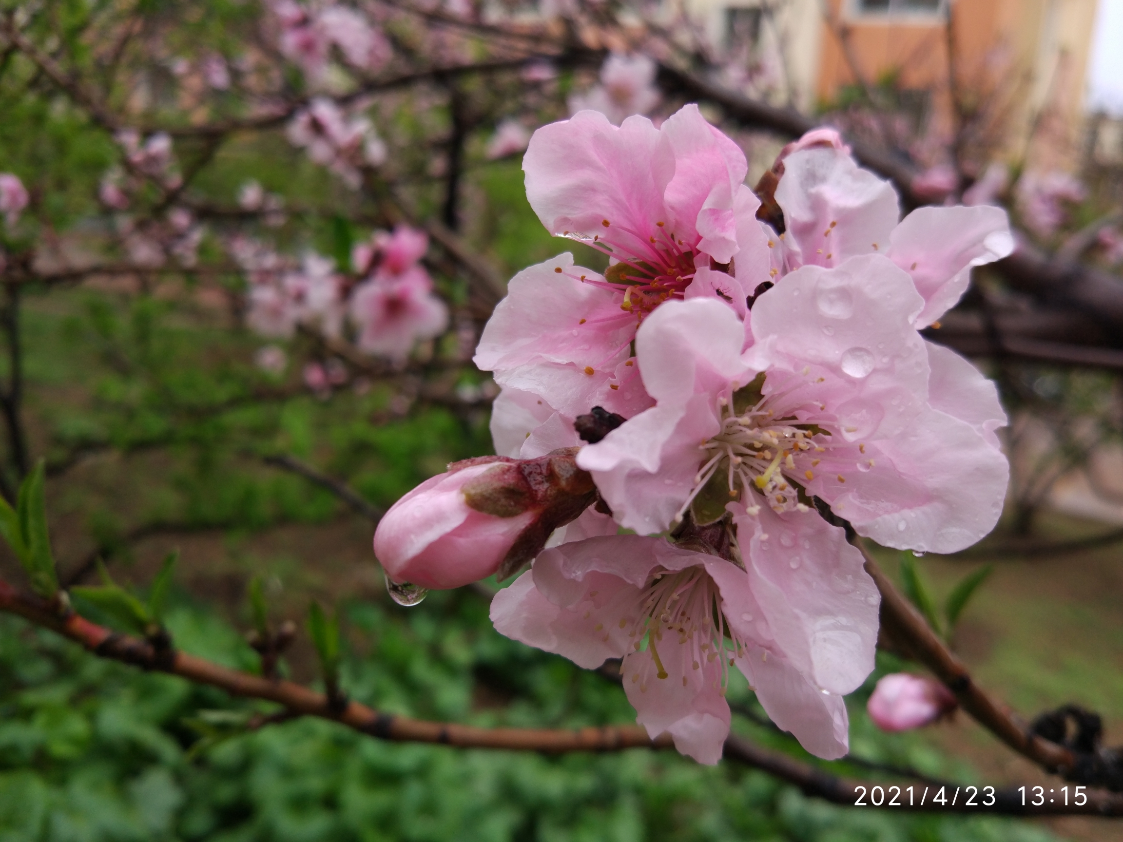 【首发】雨中的桃花