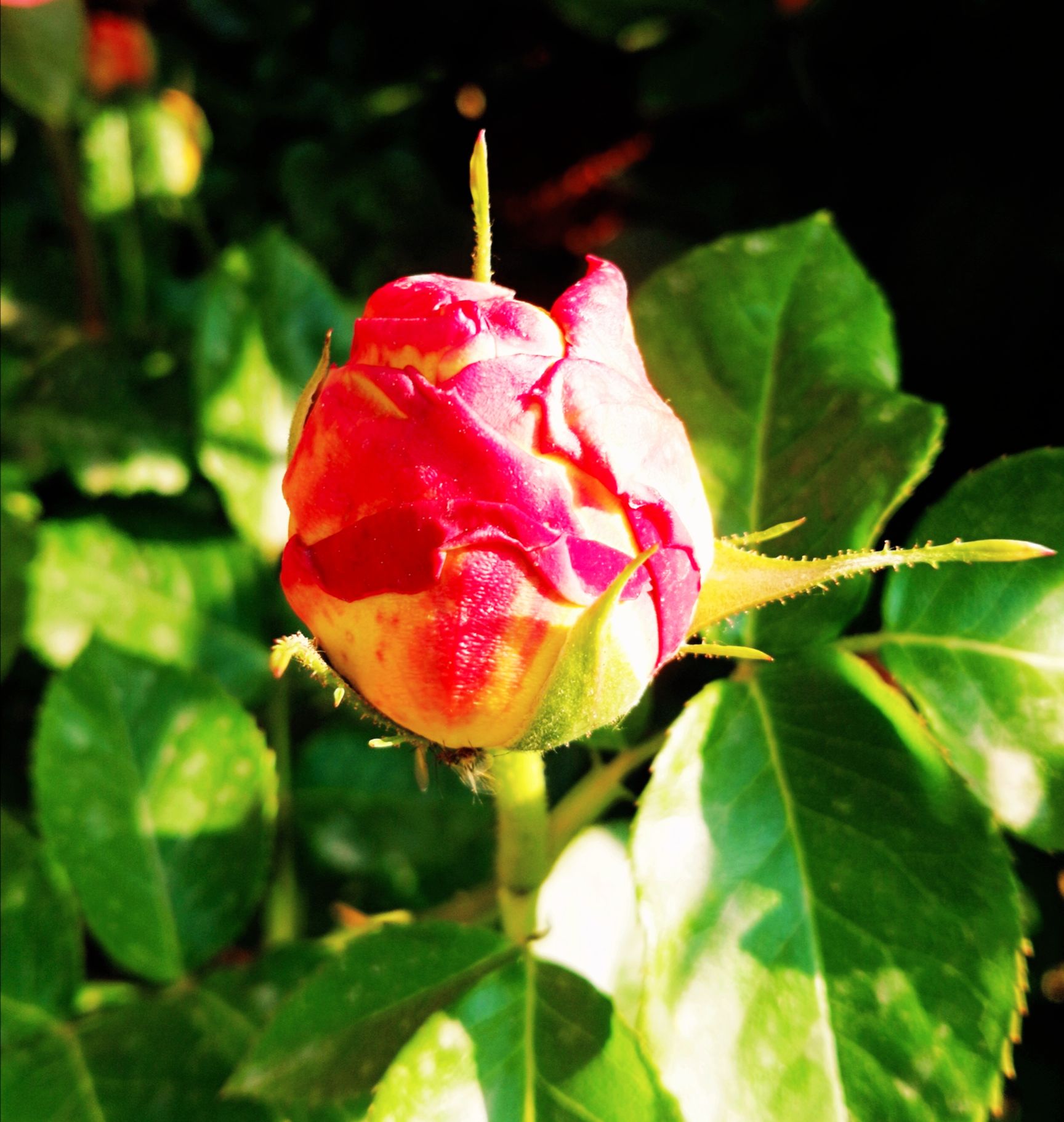 摄影  追梦人 香水月季(拉丁学名:rosa odorata (andr.